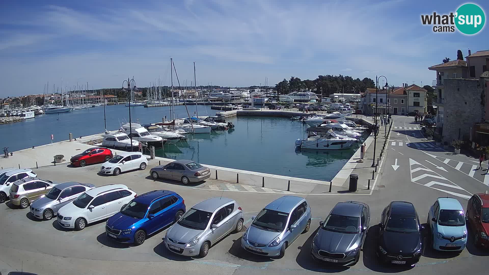 Novigrad | Porporela marina