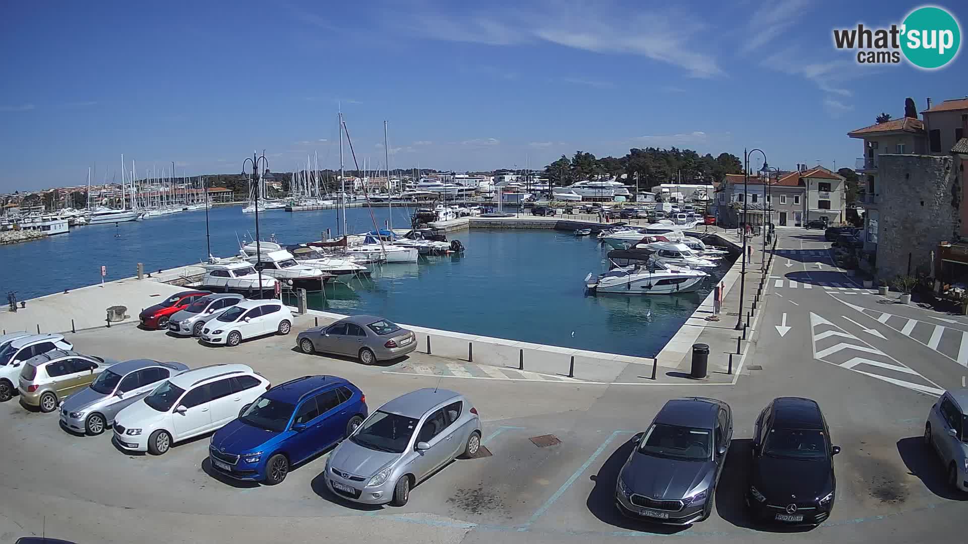 Novigrad | Porporela marina