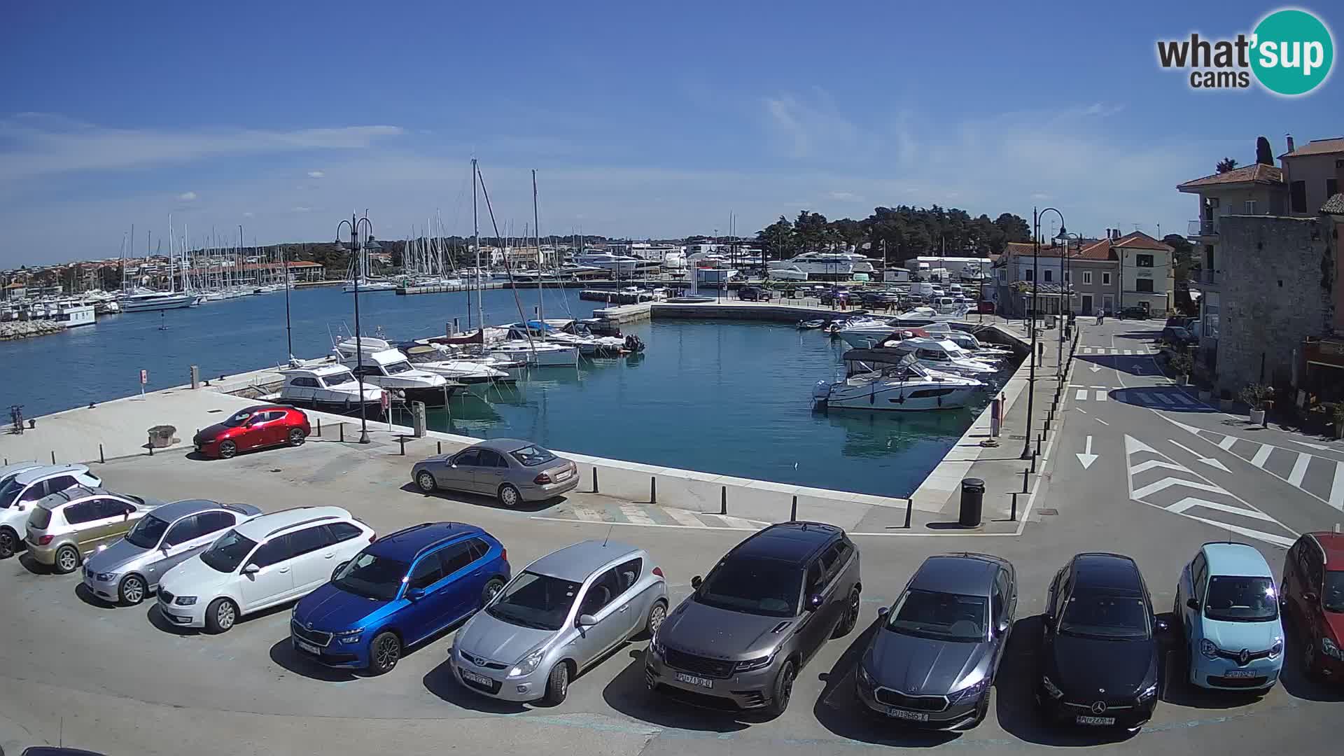 Novigrad | Porporela marina