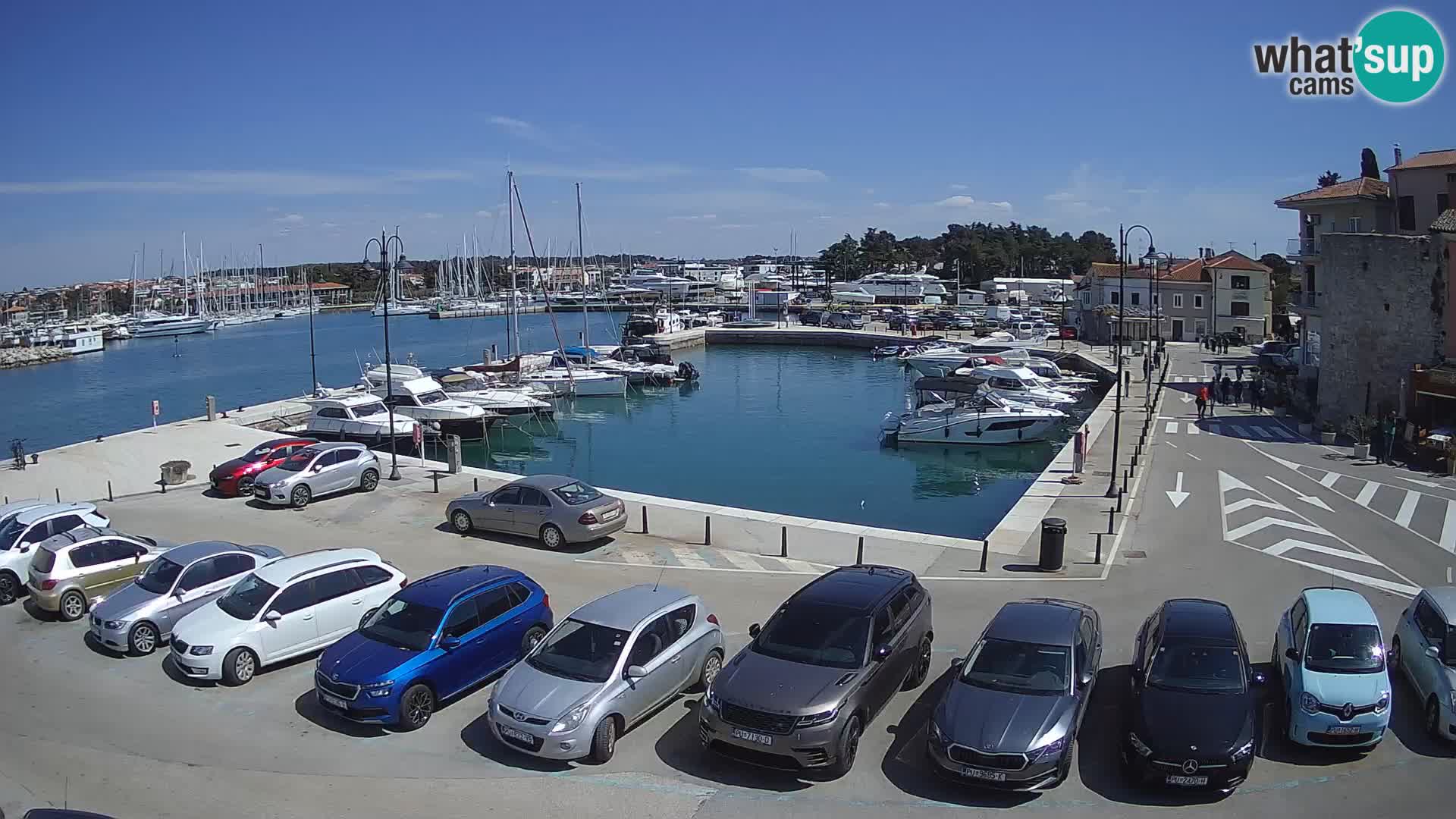 Novigrad | Porporela marina