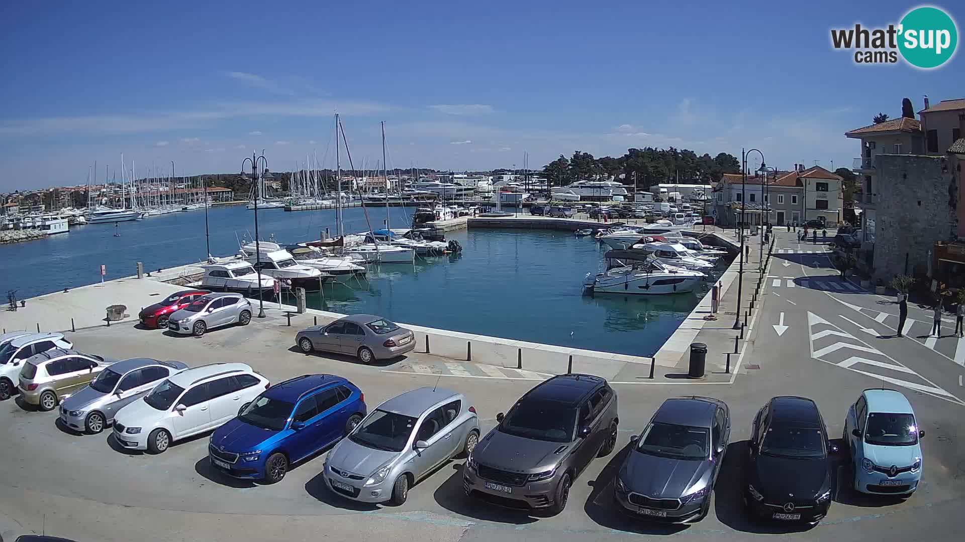 Novigrad | Porporela marina