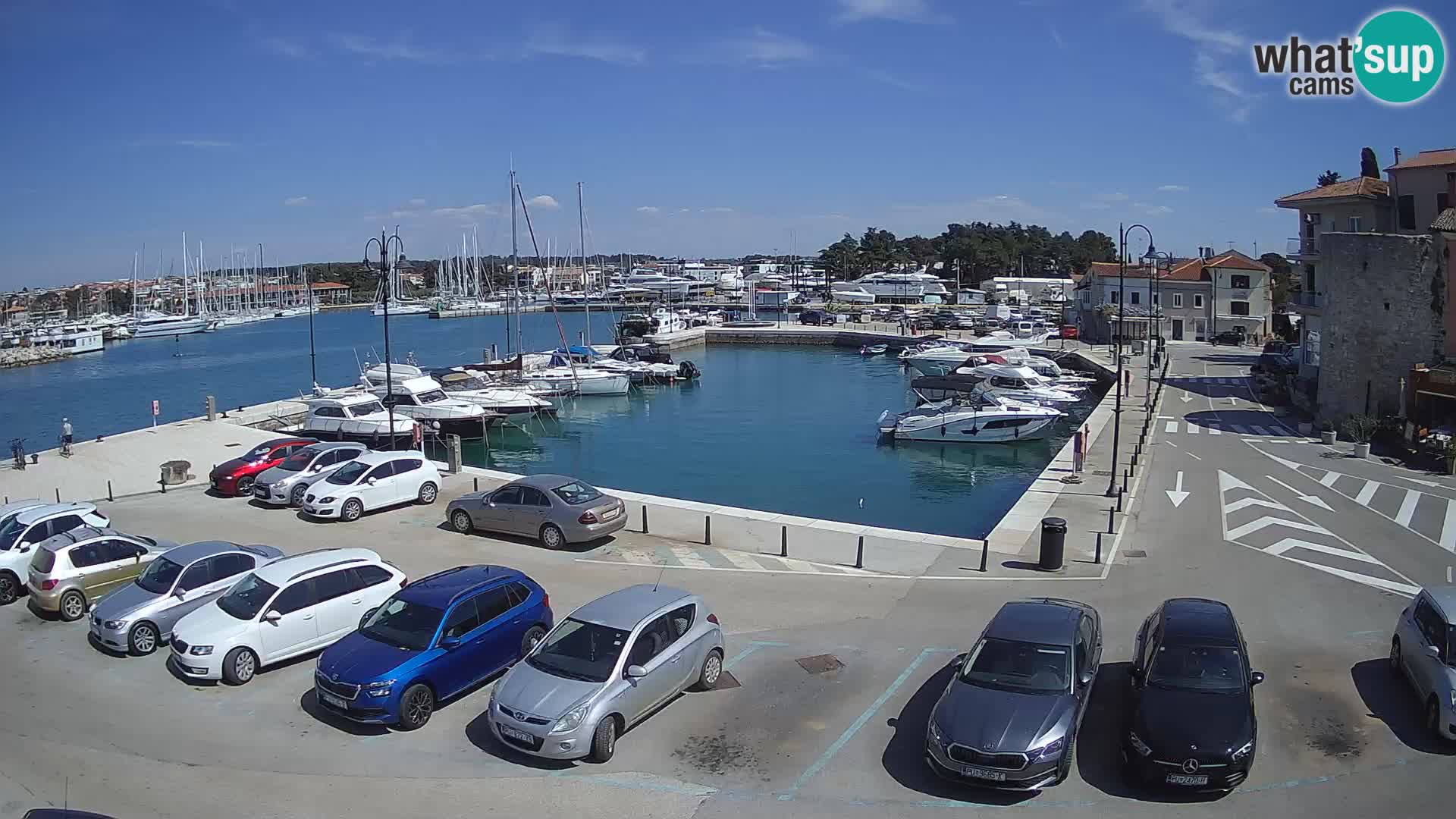 Novigrad | Porporela marina