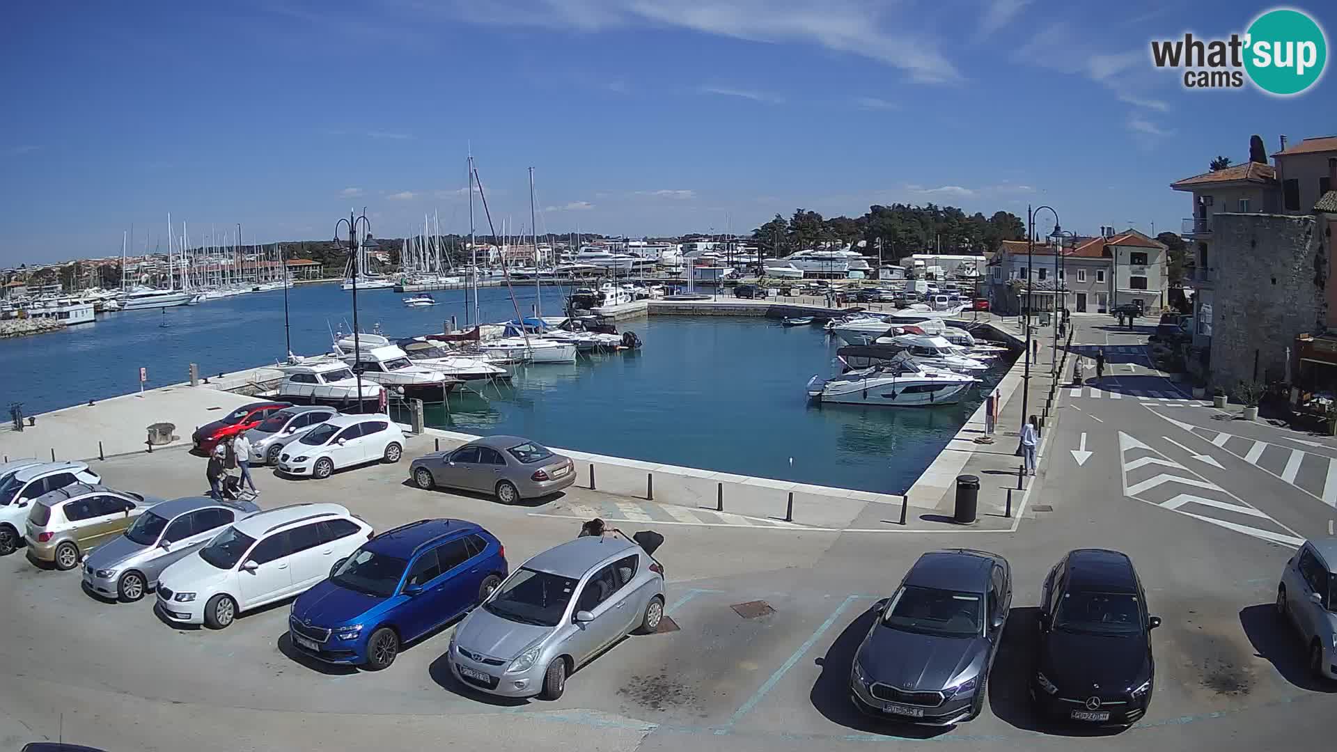 Novigrad | Porporela marina