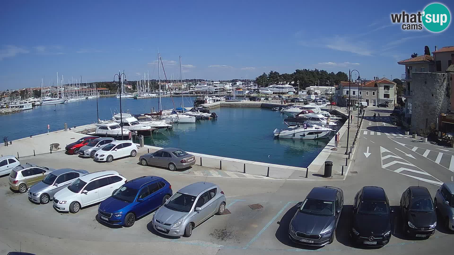 Novigrad | Porporela marina
