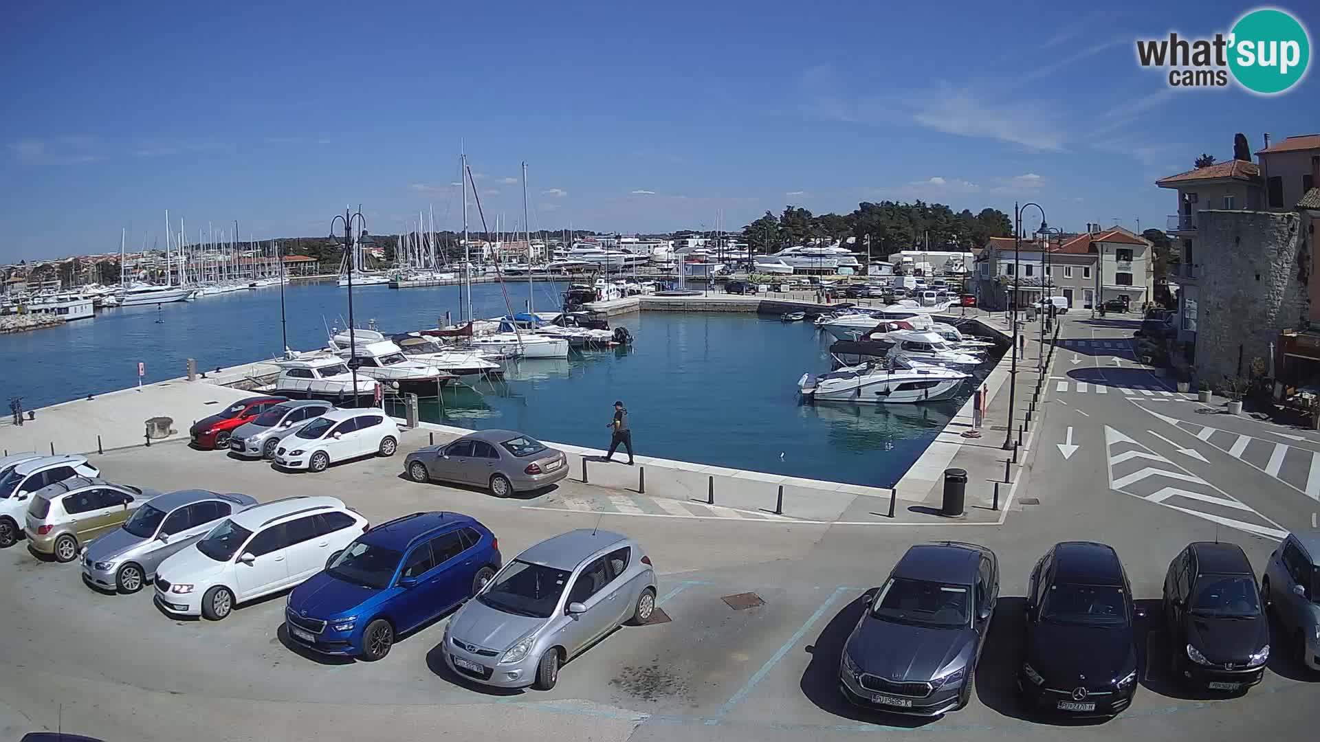 Novigrad | Porporela marina