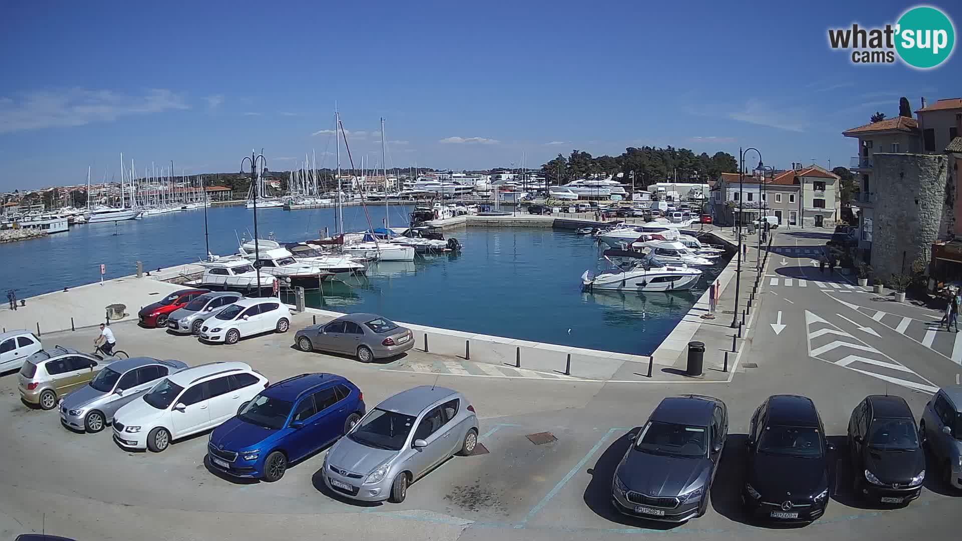 Novigrad | Porporela marina