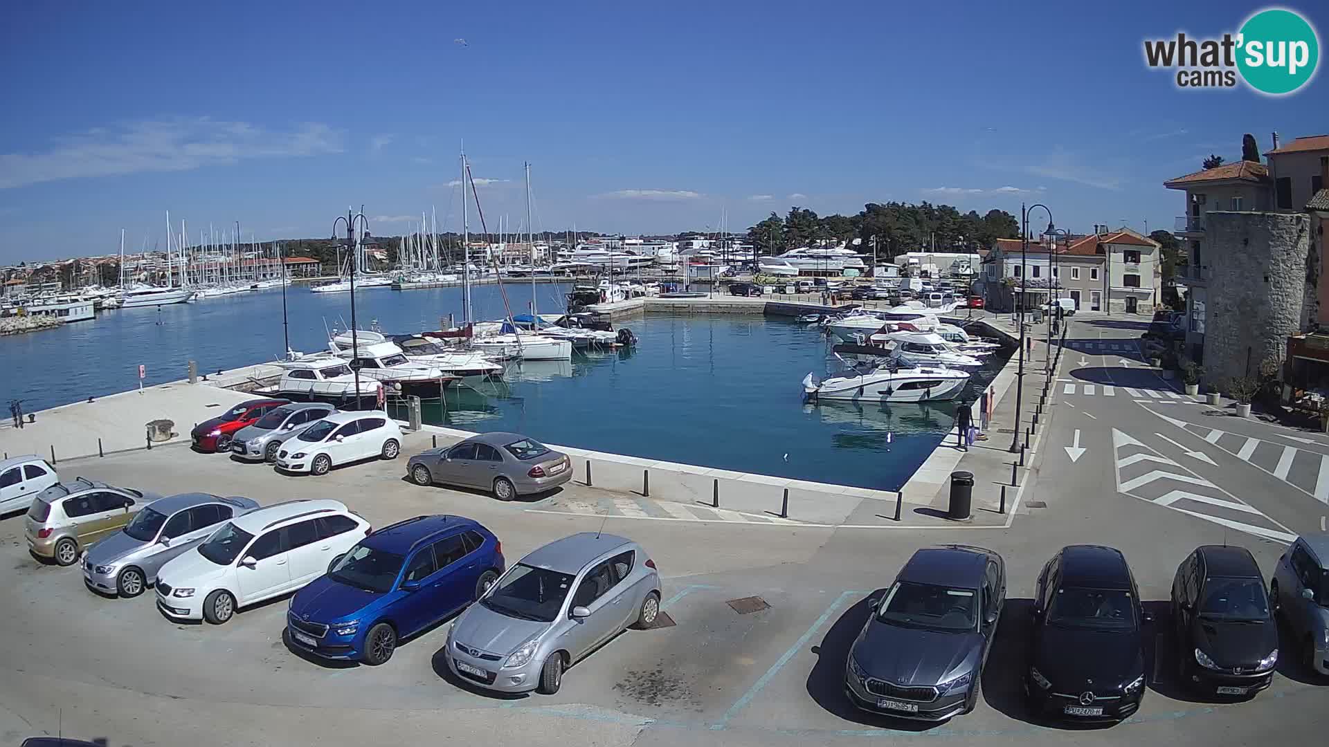 Novigrad | Porporela marina