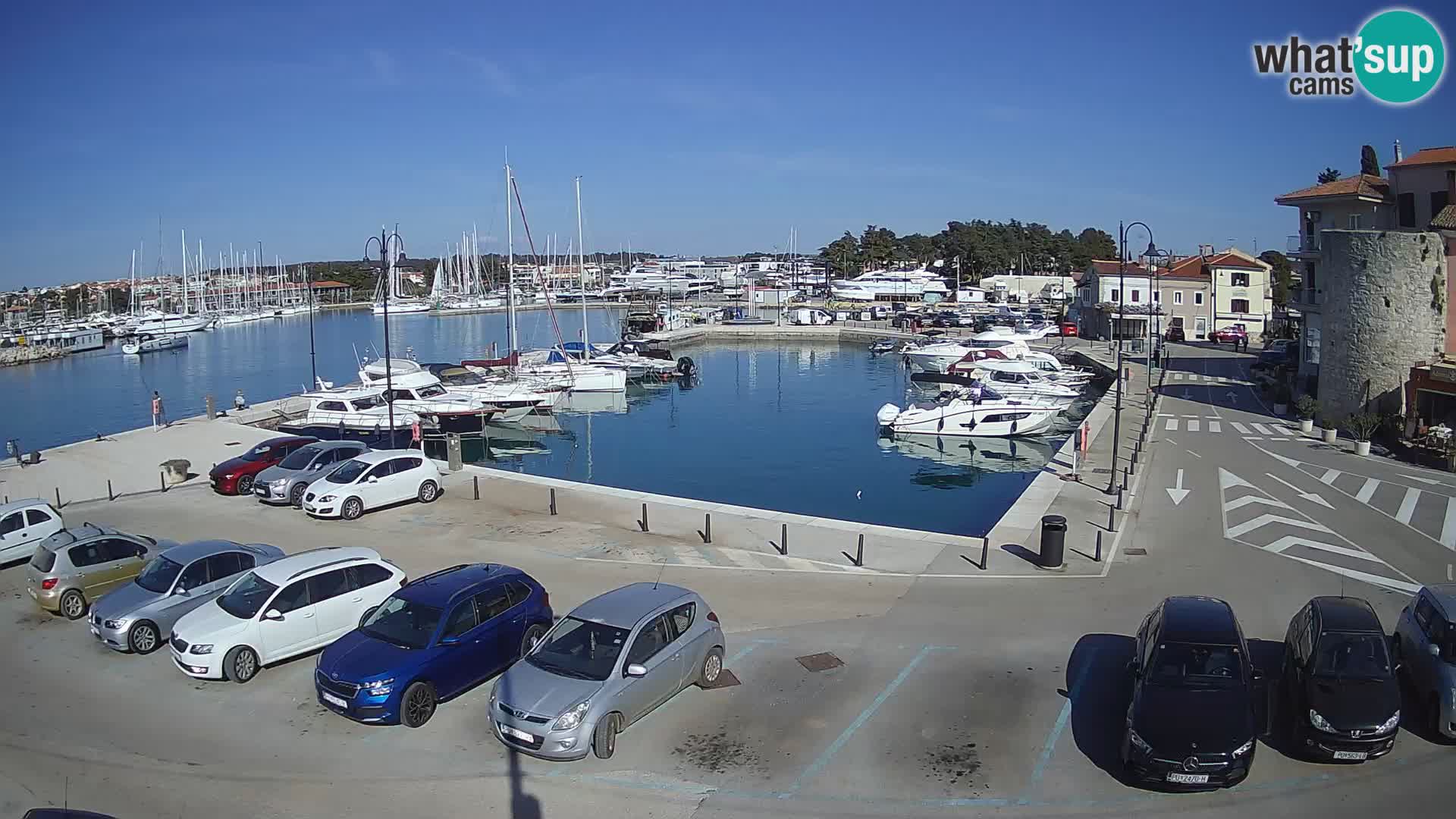 Novigrad | Porporela marina