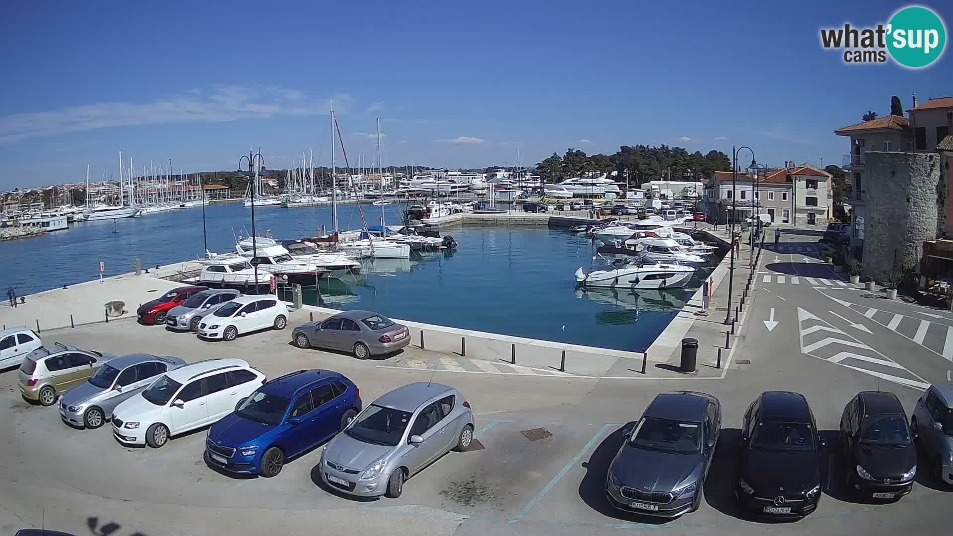 Novigrad | Porporela marina