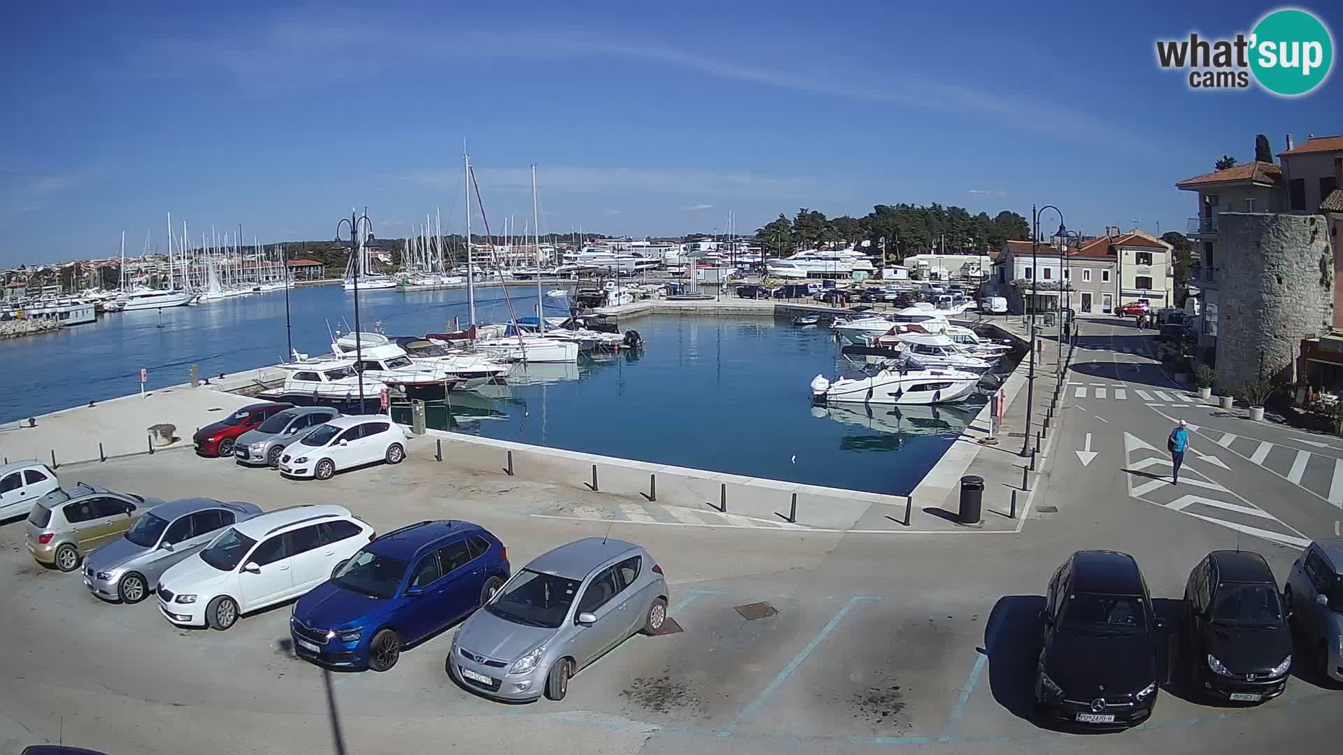 Novigrad | Porporela marina