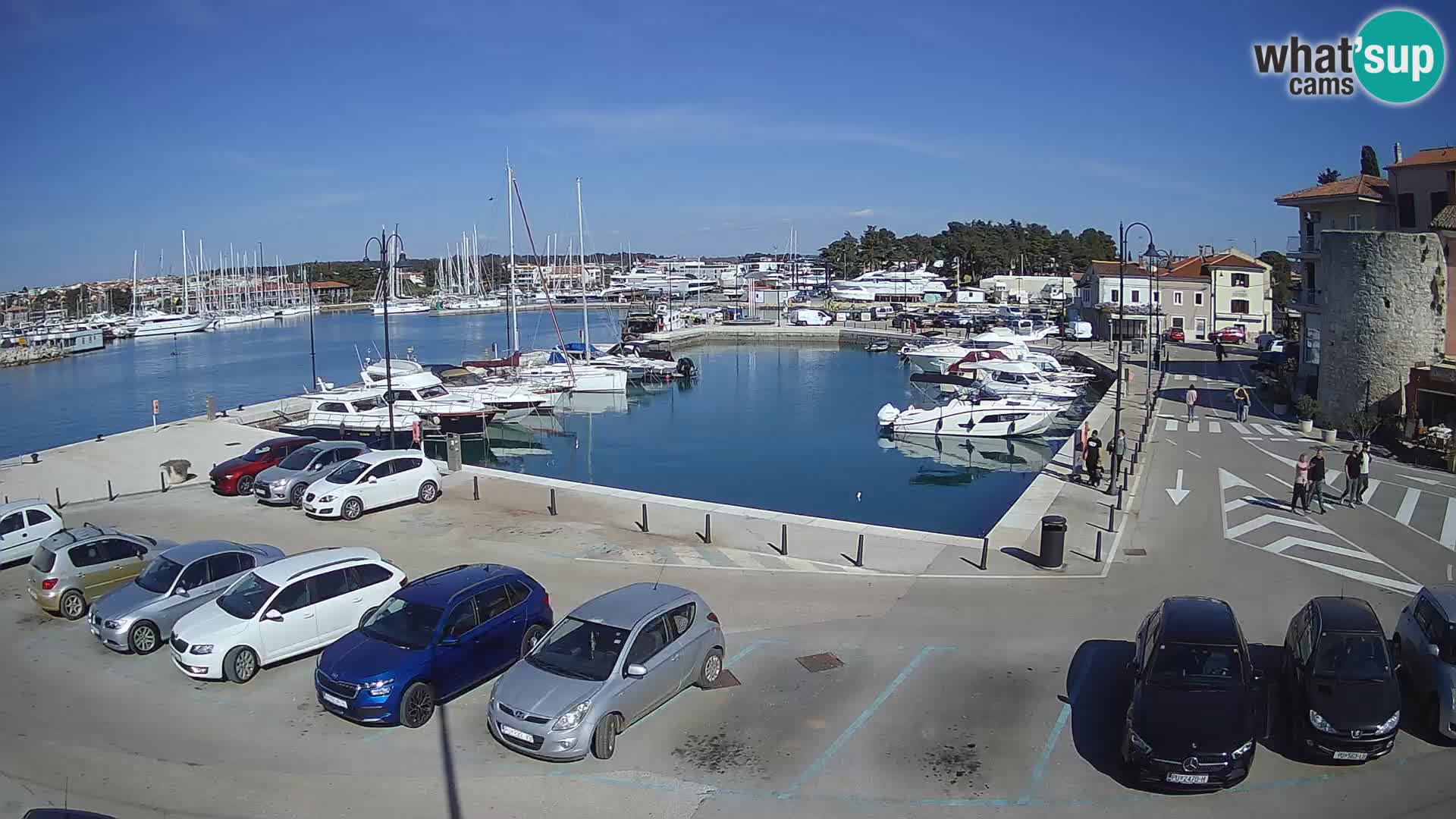 Novigrad | Porporela marina