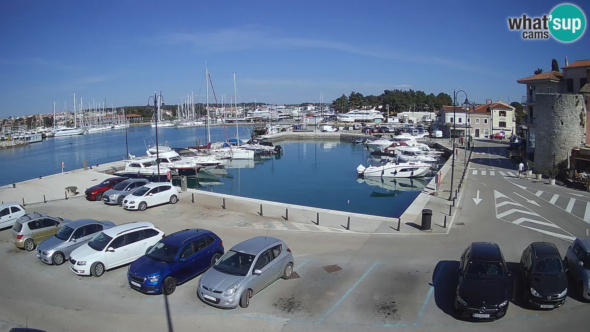 Novigrad | Porporela marina