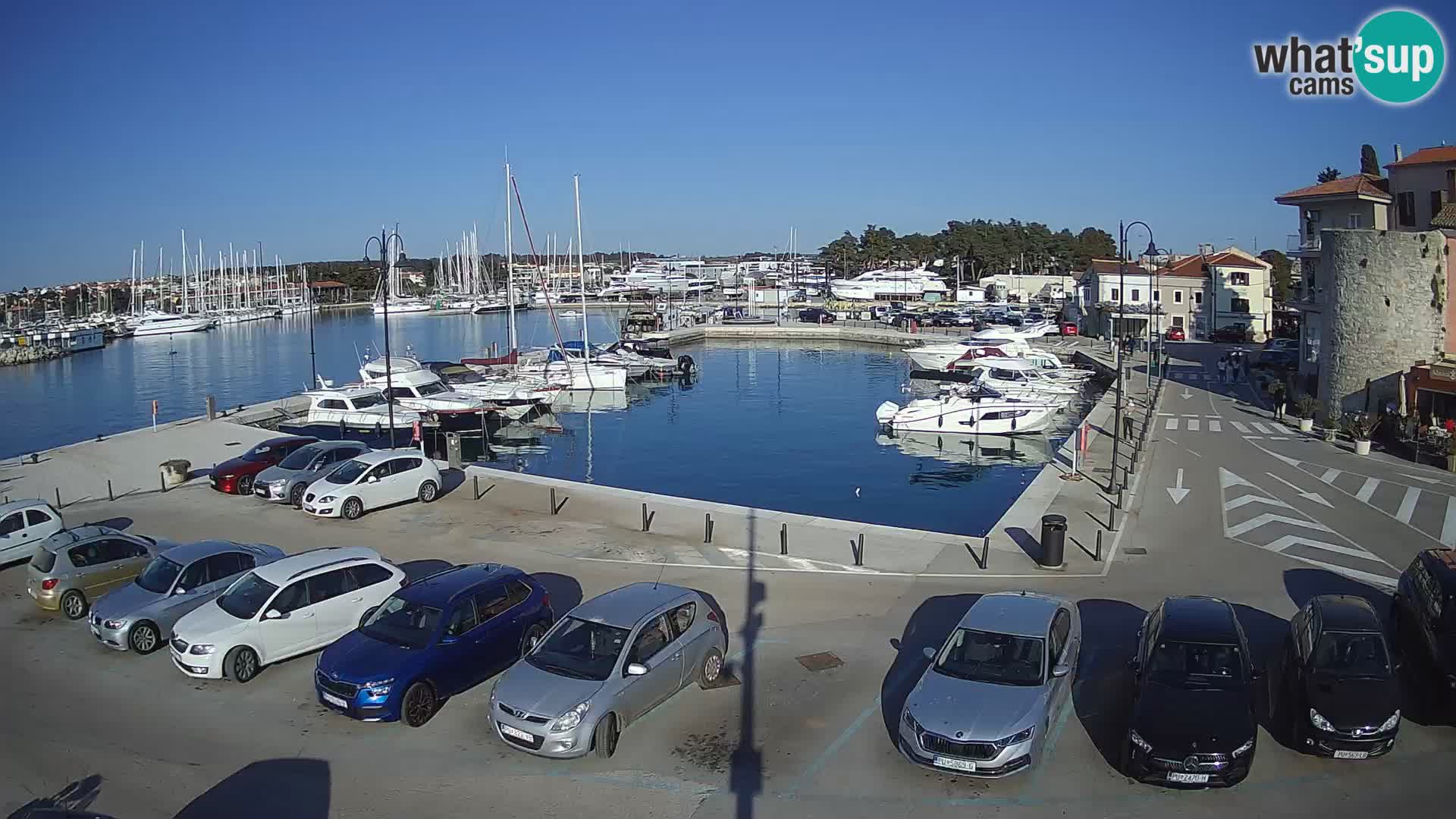 Novigrad | Porporela marina