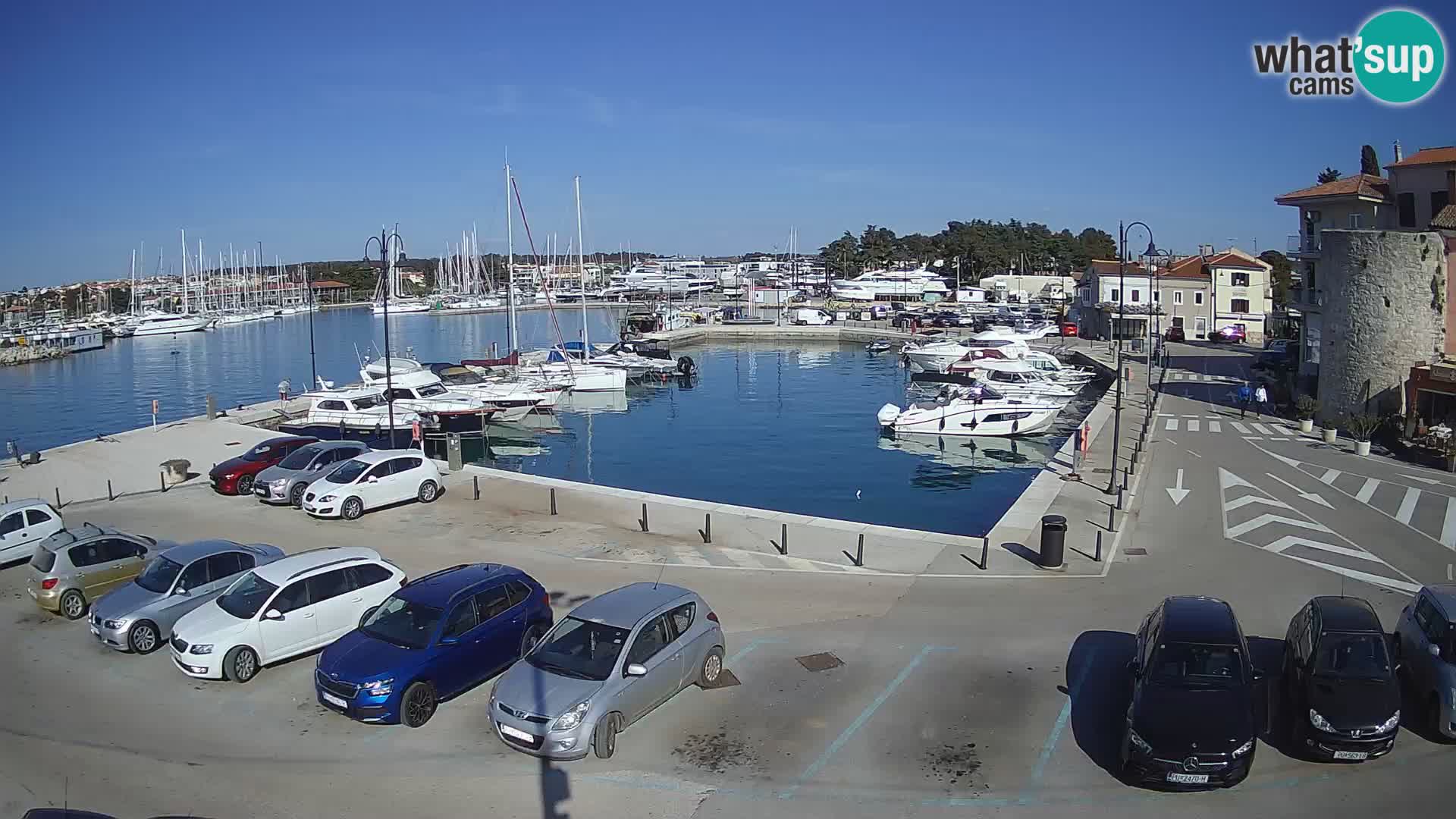 Novigrad | Porporela marina