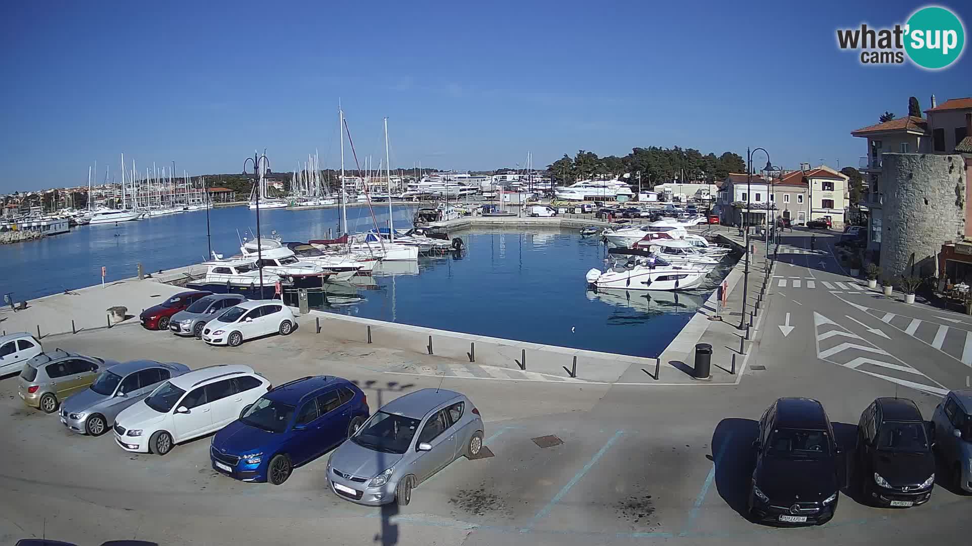 Novigrad | Porporela marina