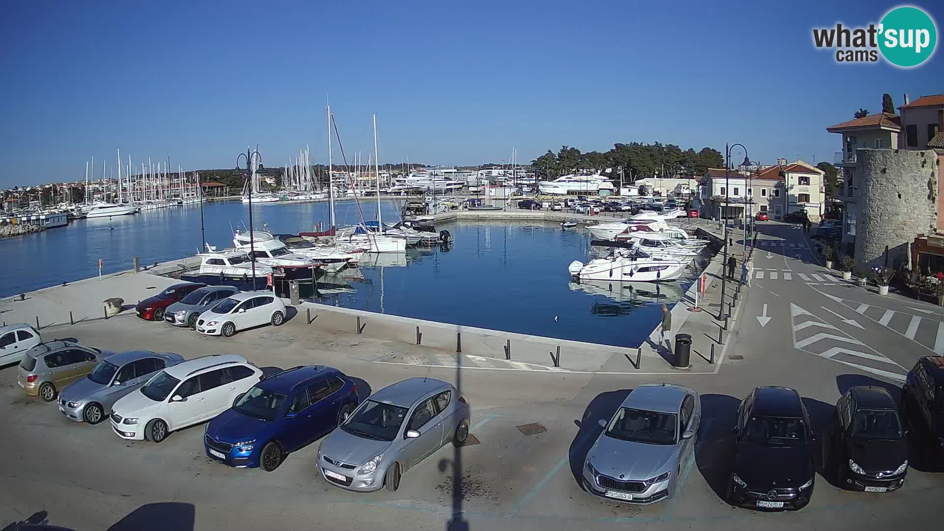 Novigrad | Porporela marina