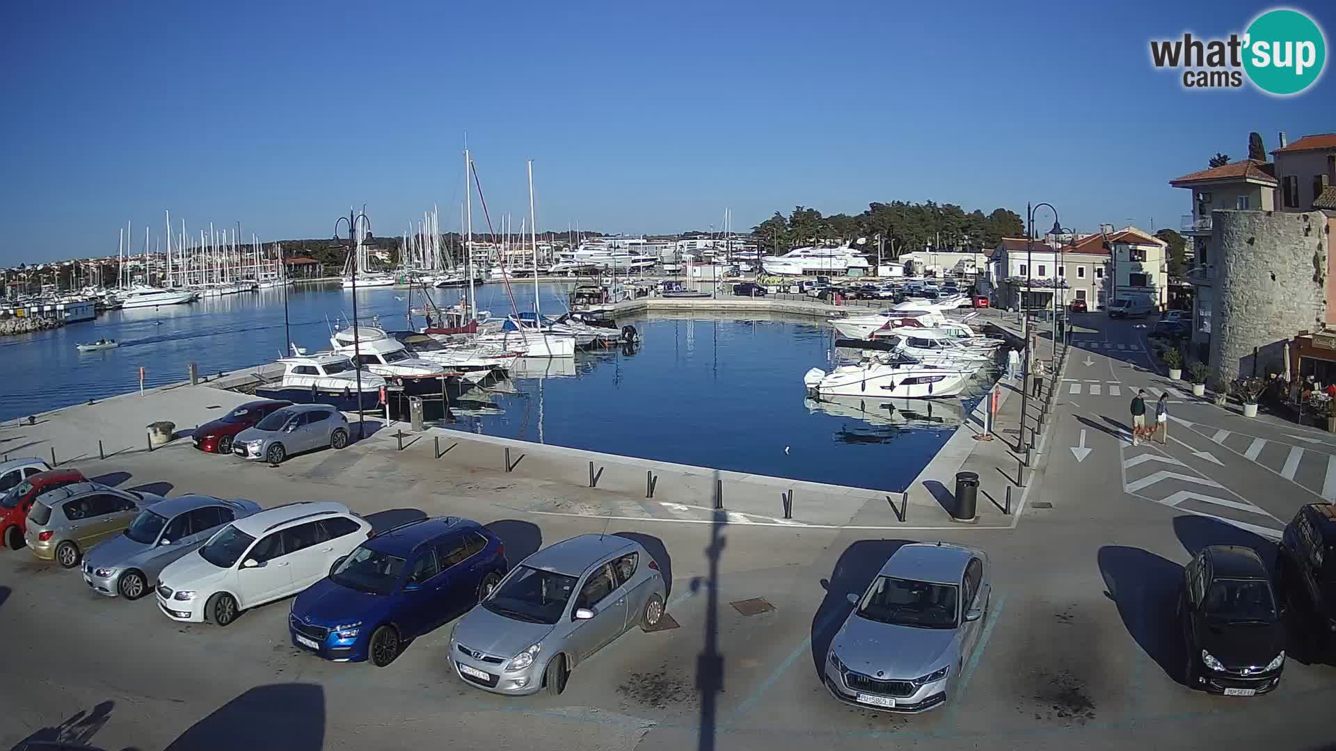 Novigrad | Porporela marina