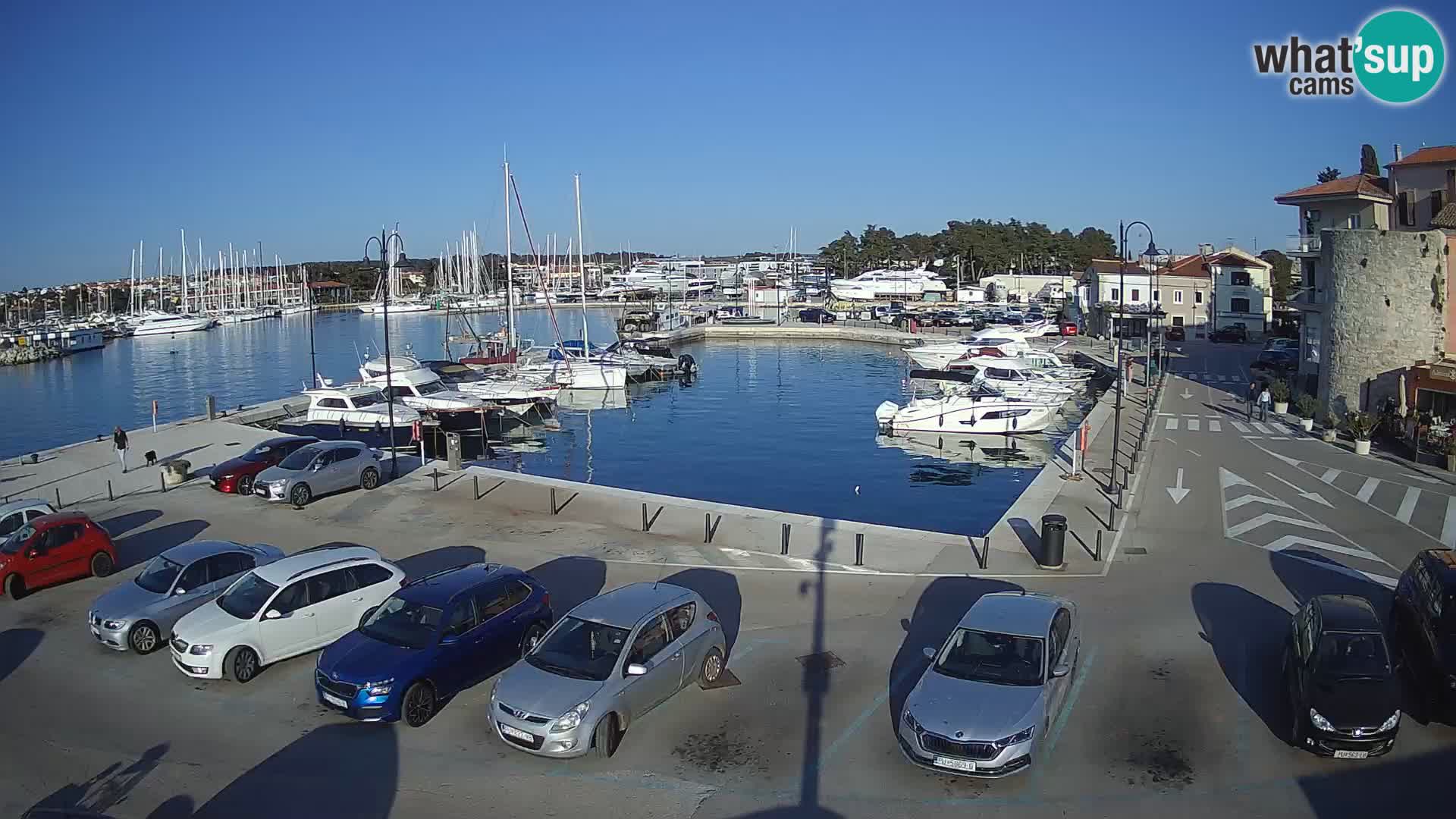 Novigrad | Porporela marina