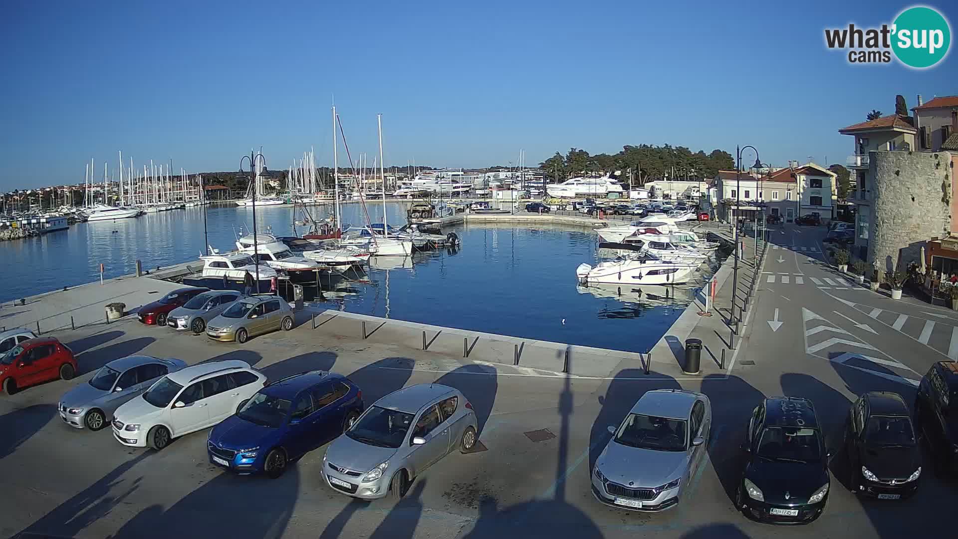 Novigrad | Porporela marina