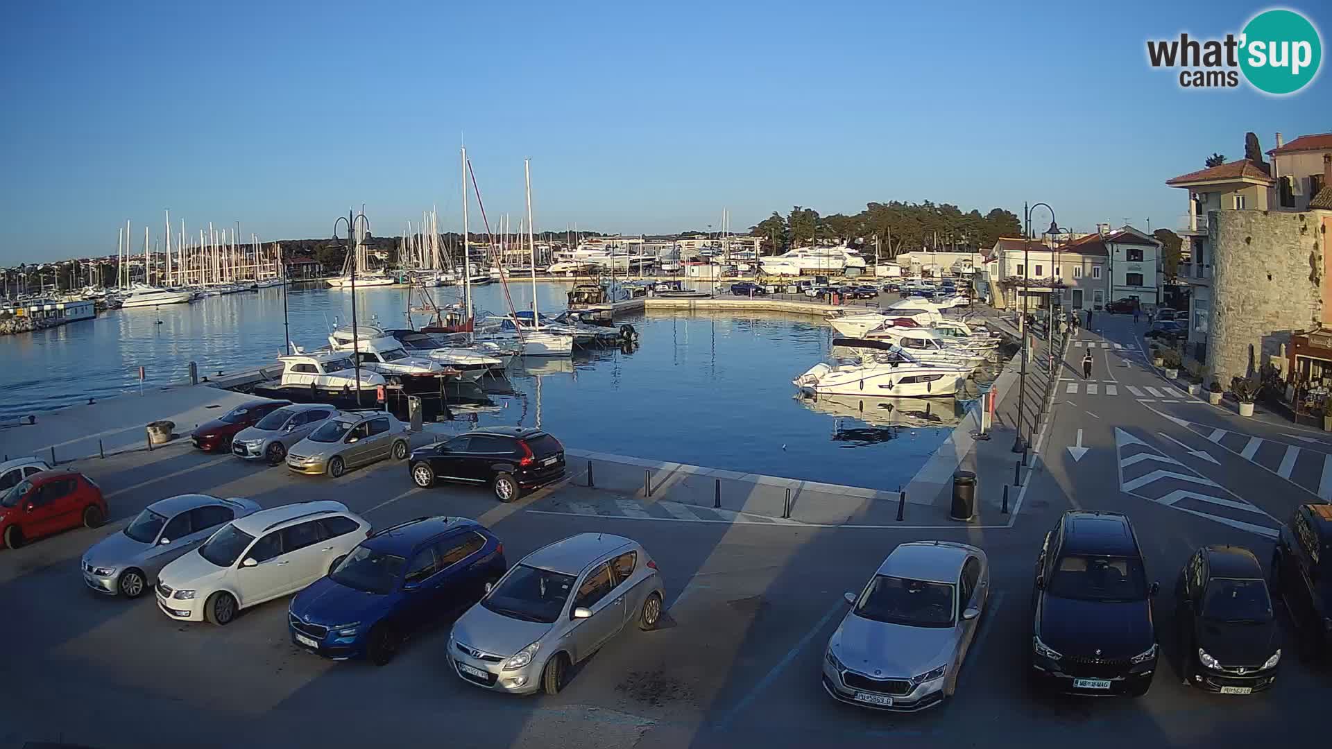 Novigrad | Porporela marina