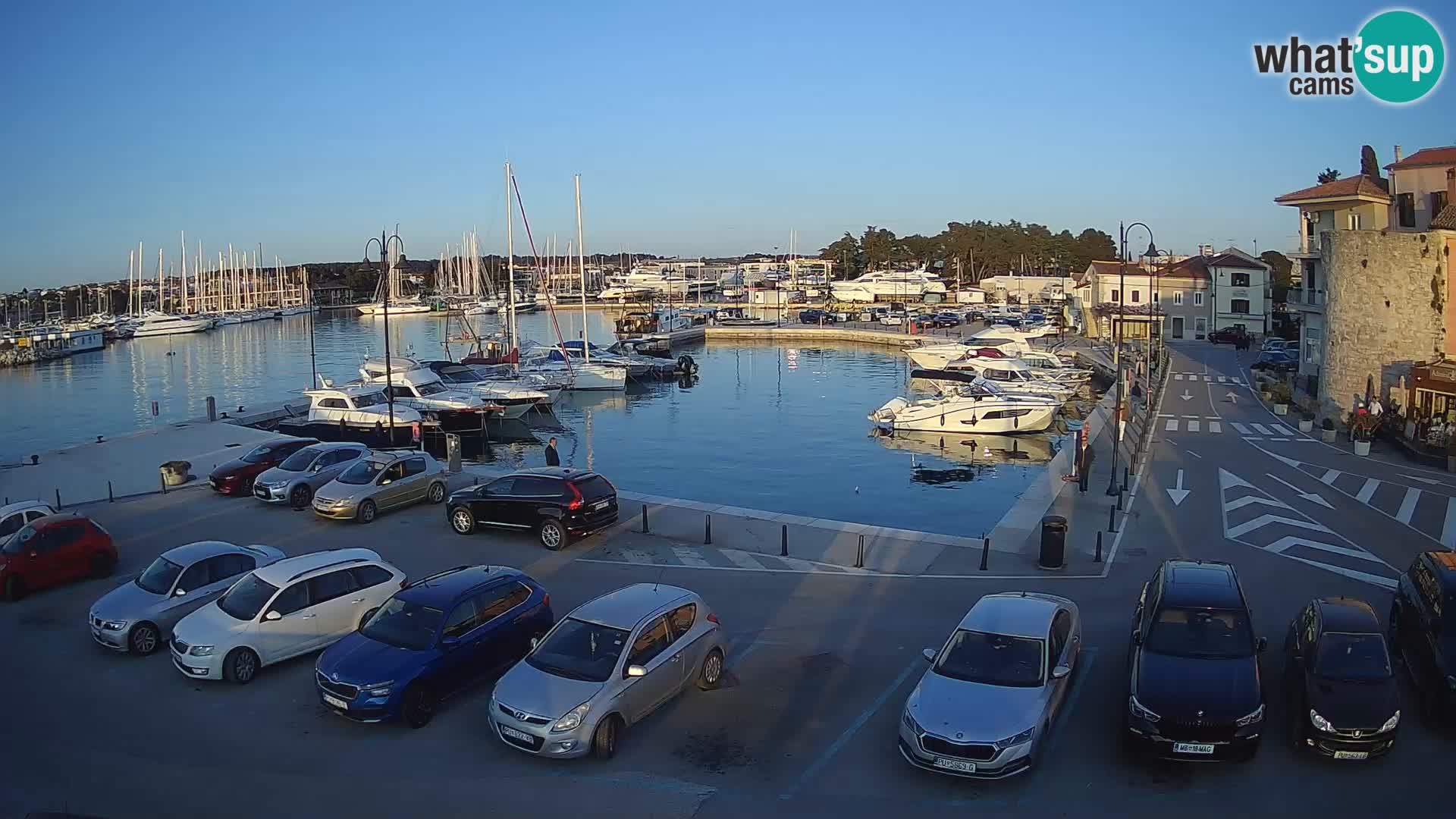 Novigrad | Porporela marina
