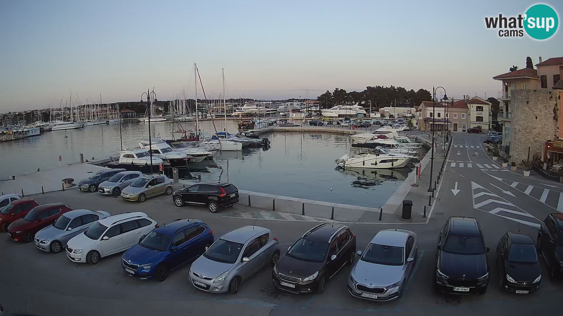 Novigrad | Porporela marina