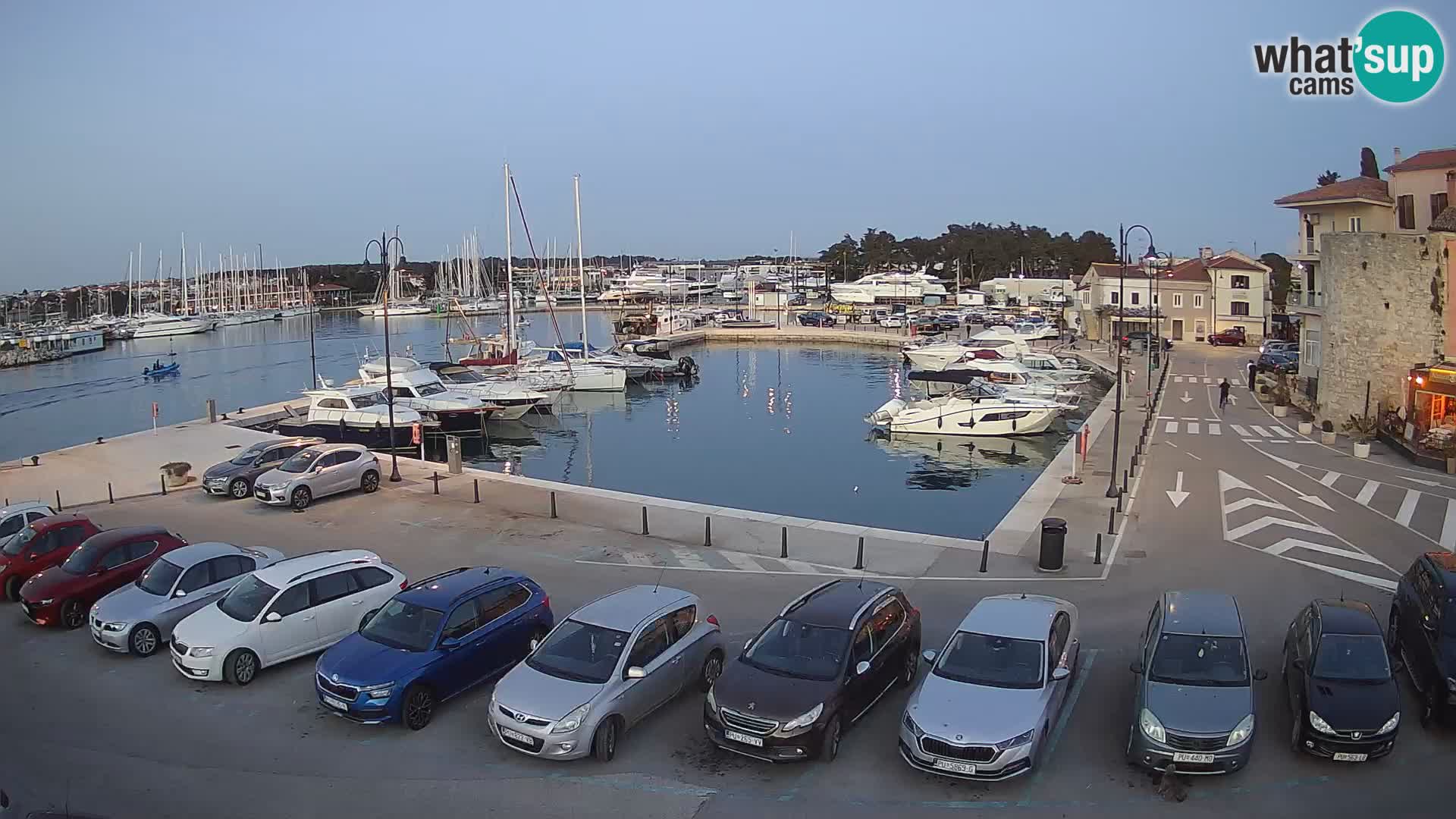 Novigrad | Porporela marina