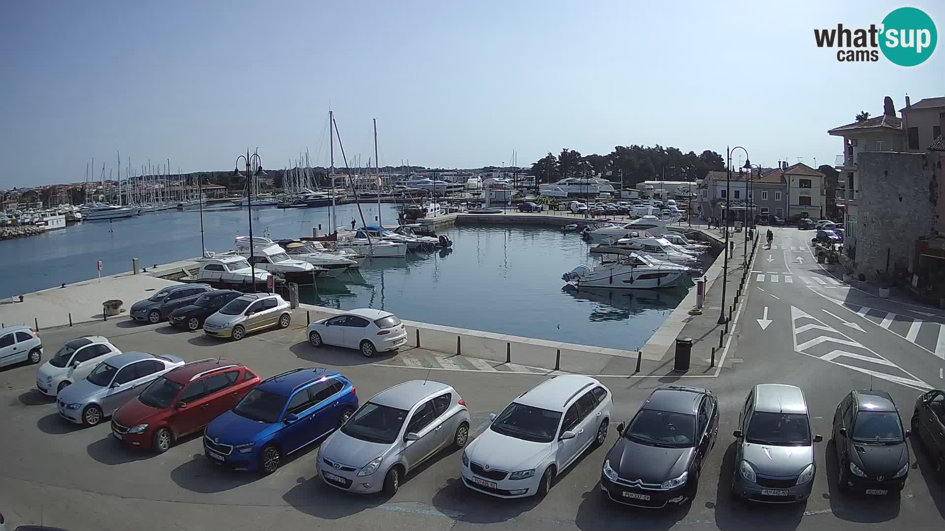 Novigrad | Porporela marina
