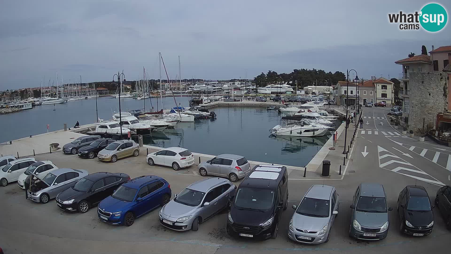 Novigrad | Porporela marina