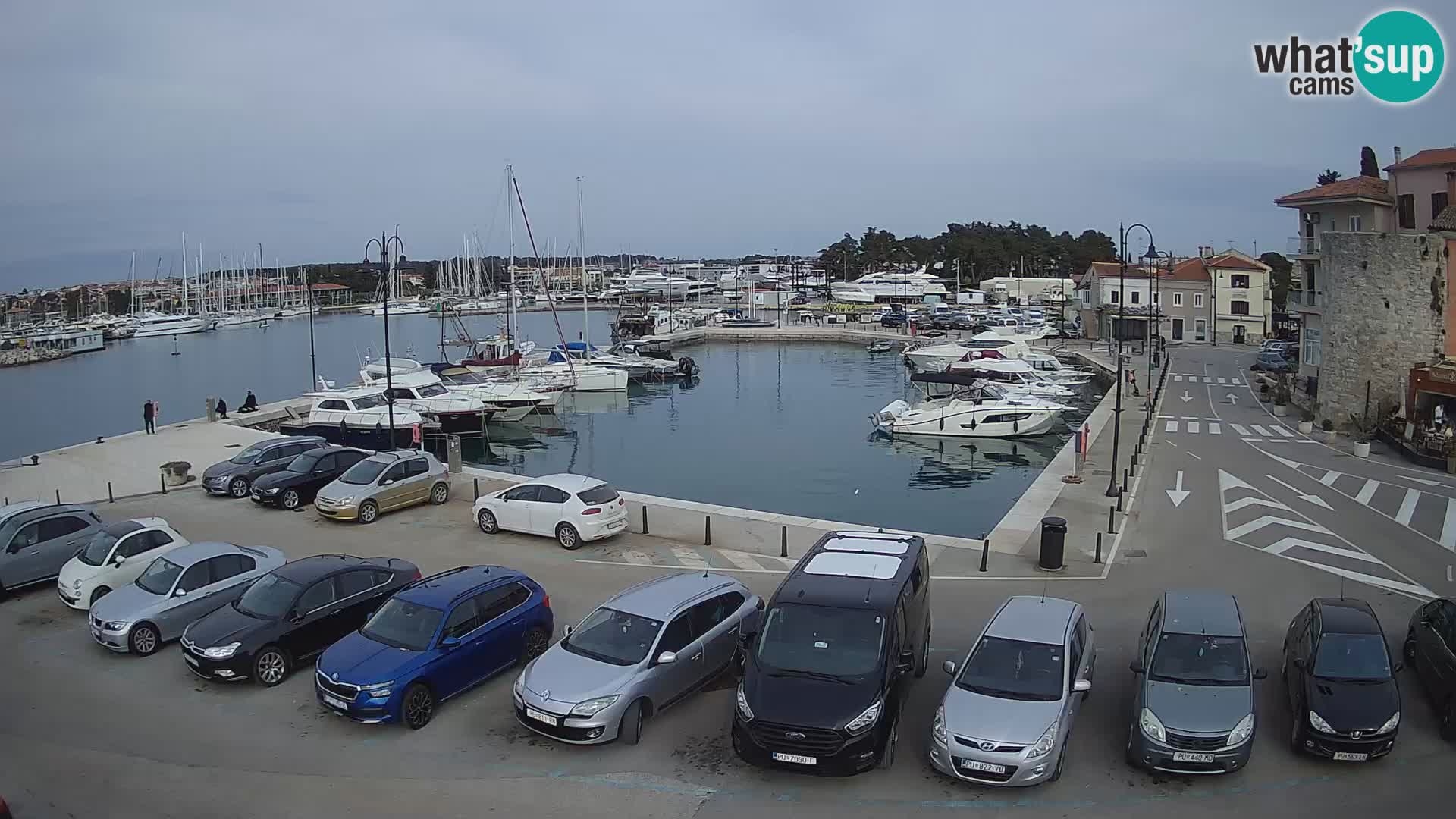 Novigrad | Porporela marina