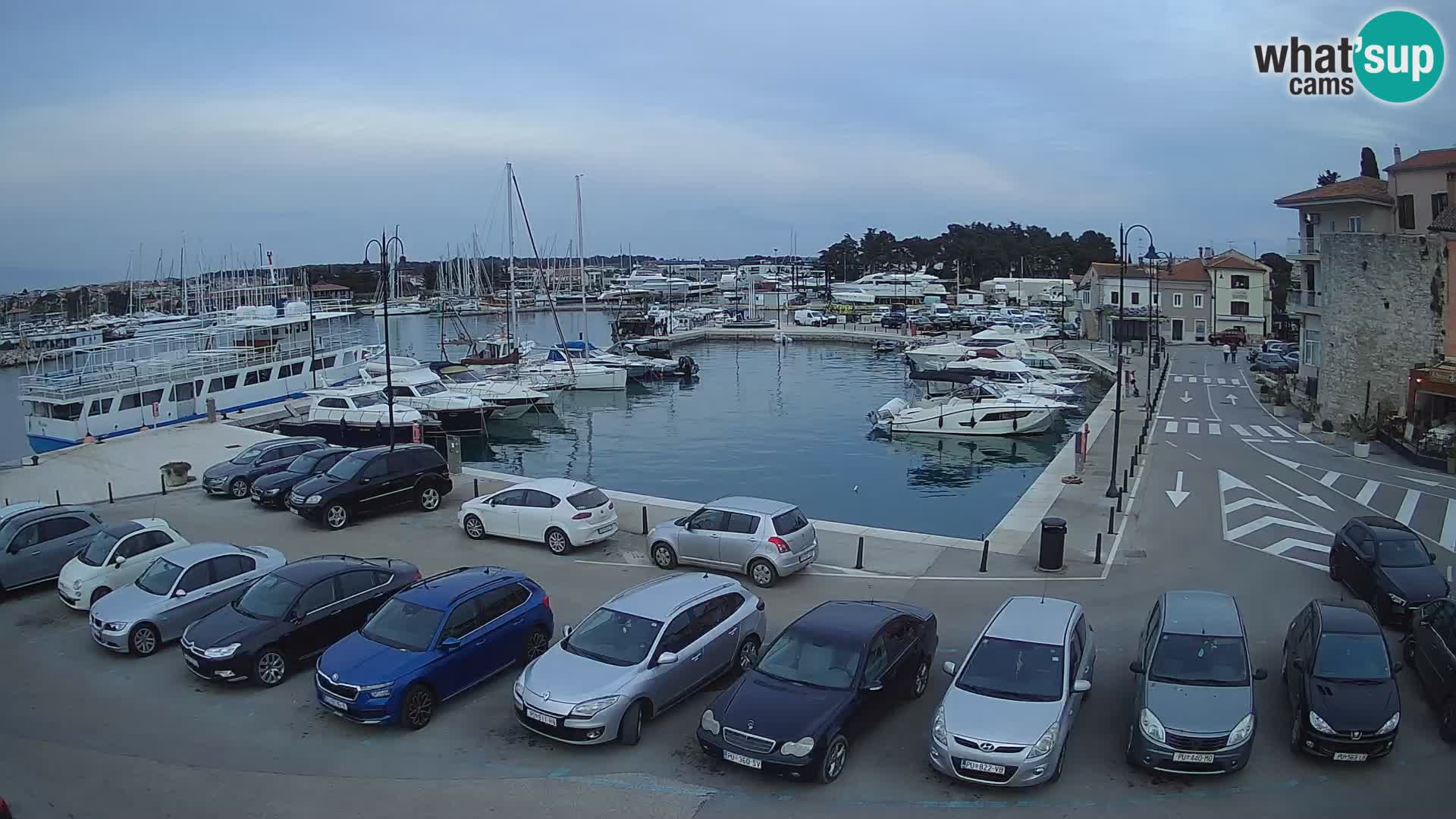 Novigrad | Porporela marina
