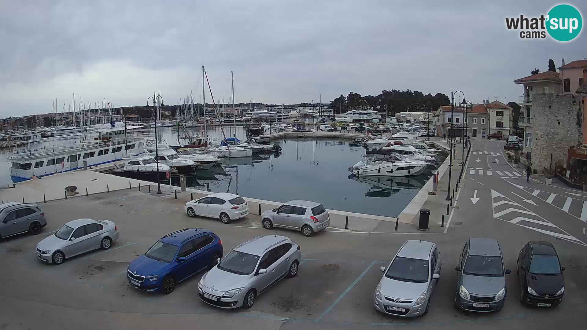 Novigrad | Porporela marina