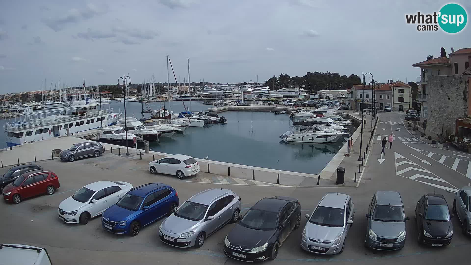 Novigrad | Porporela marina