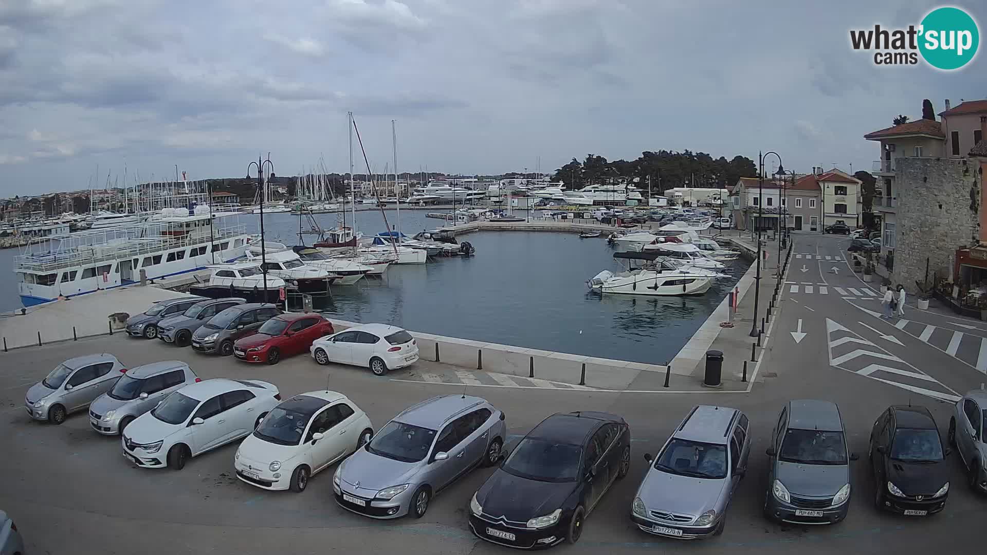 Novigrad | Porporela marina