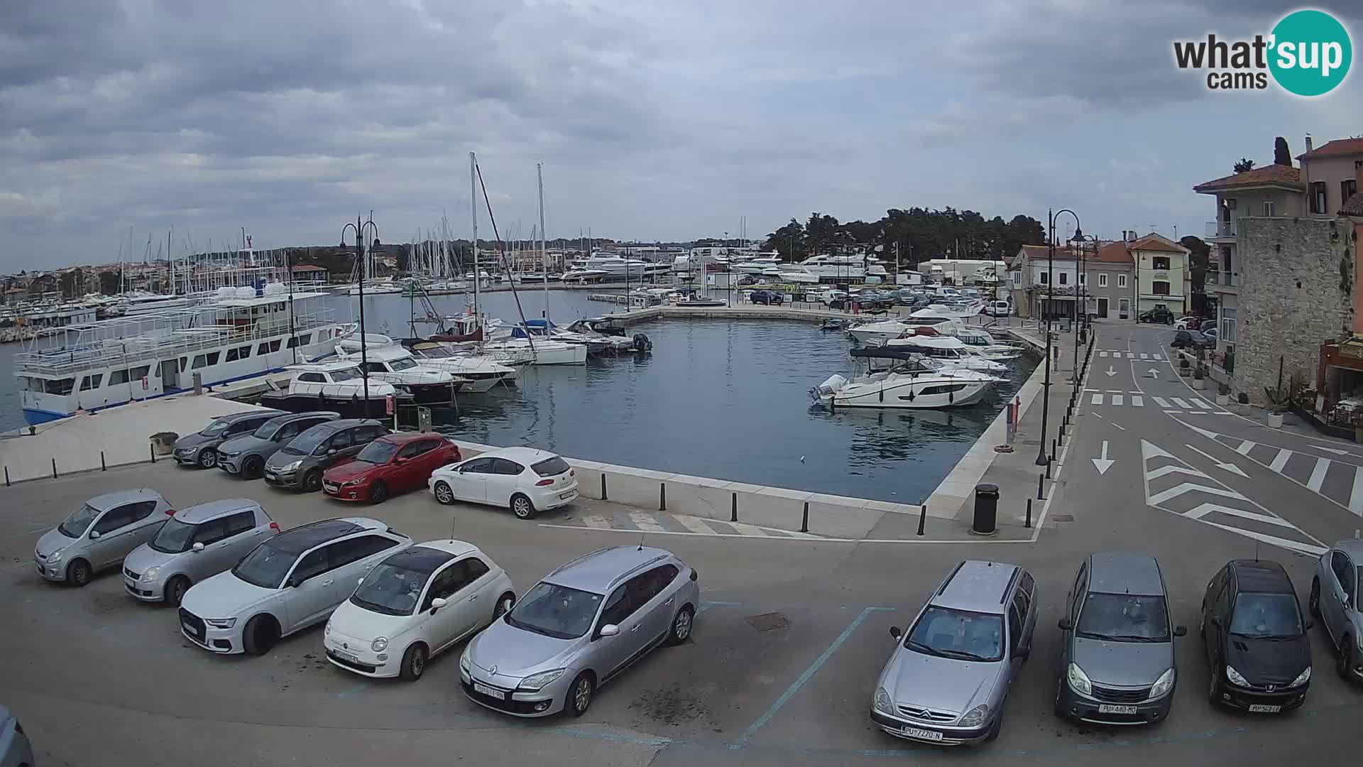 Novigrad | Porporela marina