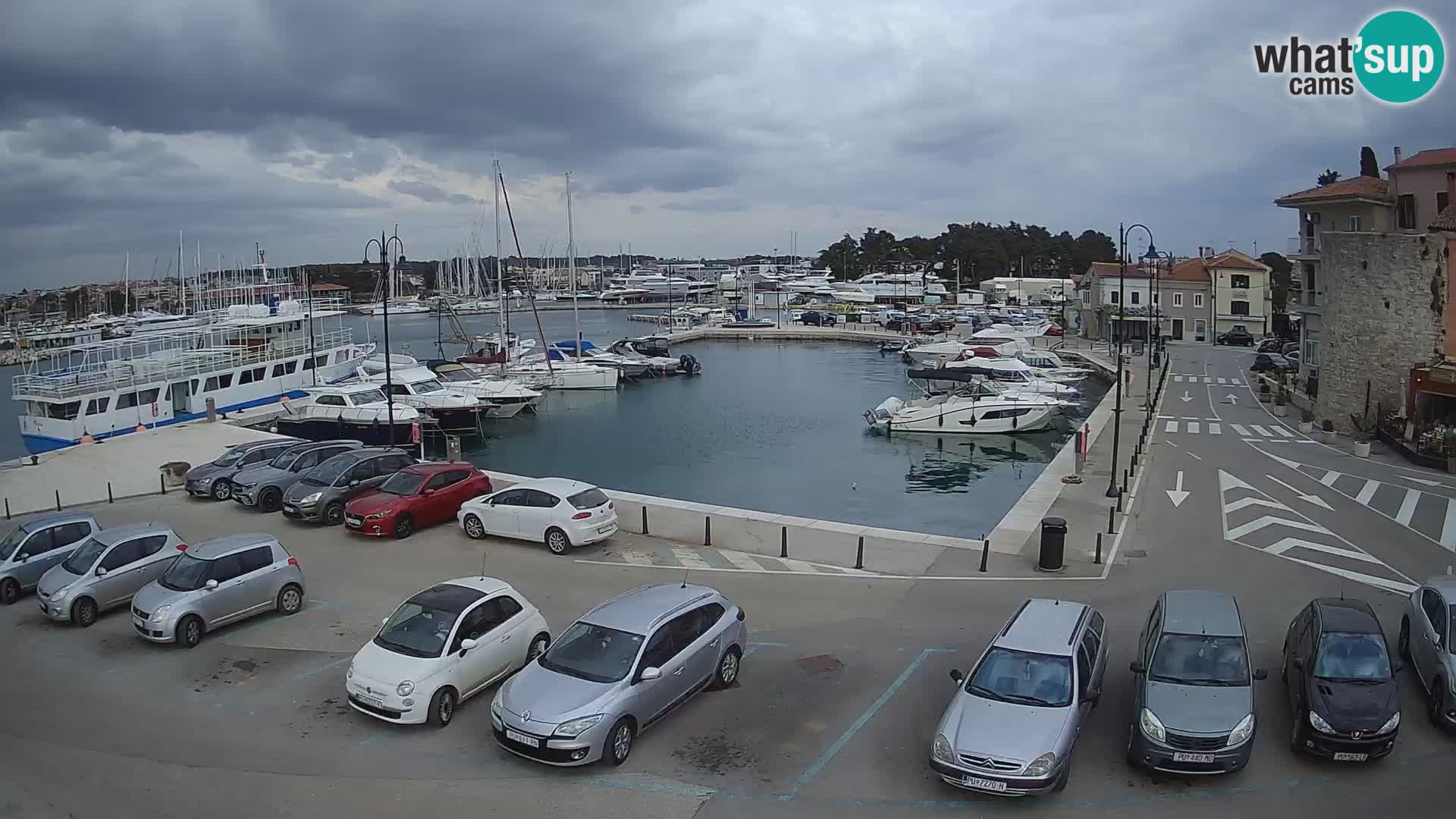 Novigrad | Porporela marina
