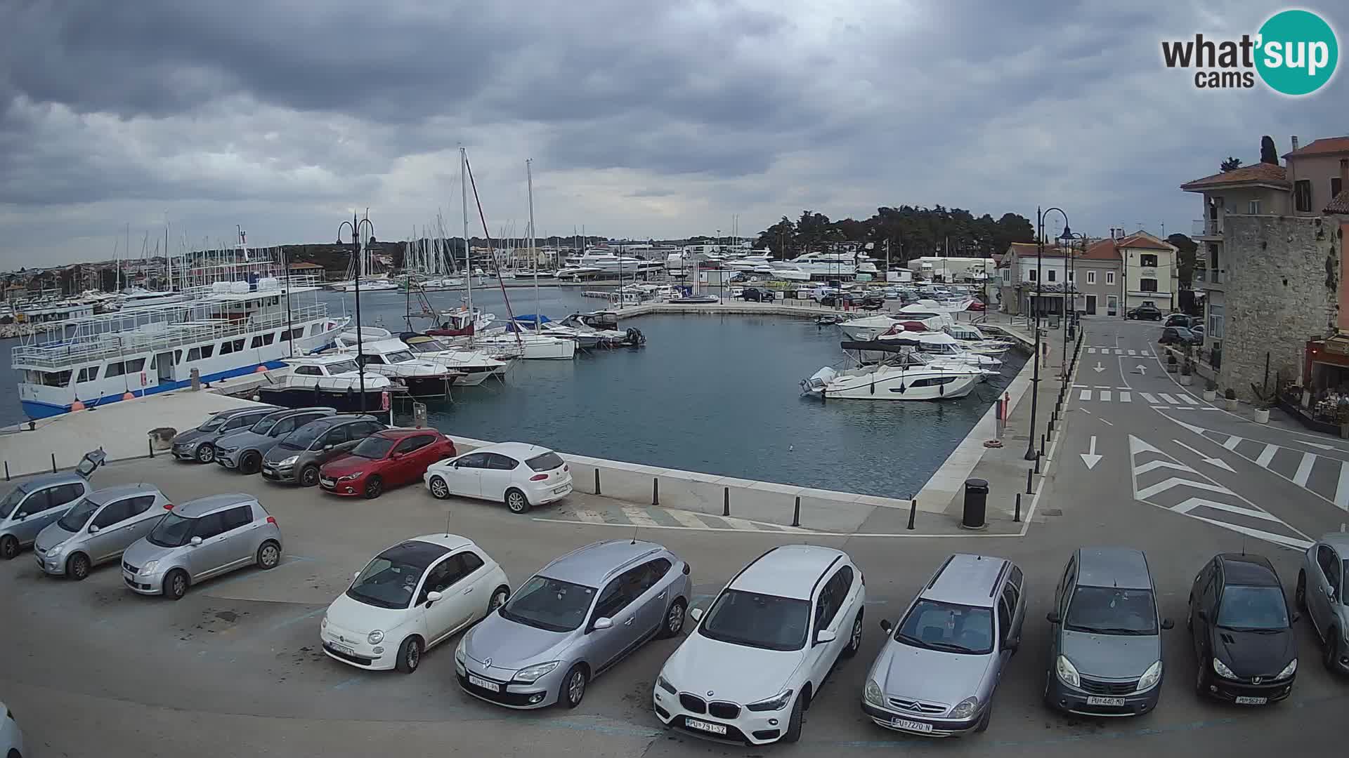 Novigrad | Porporela marina