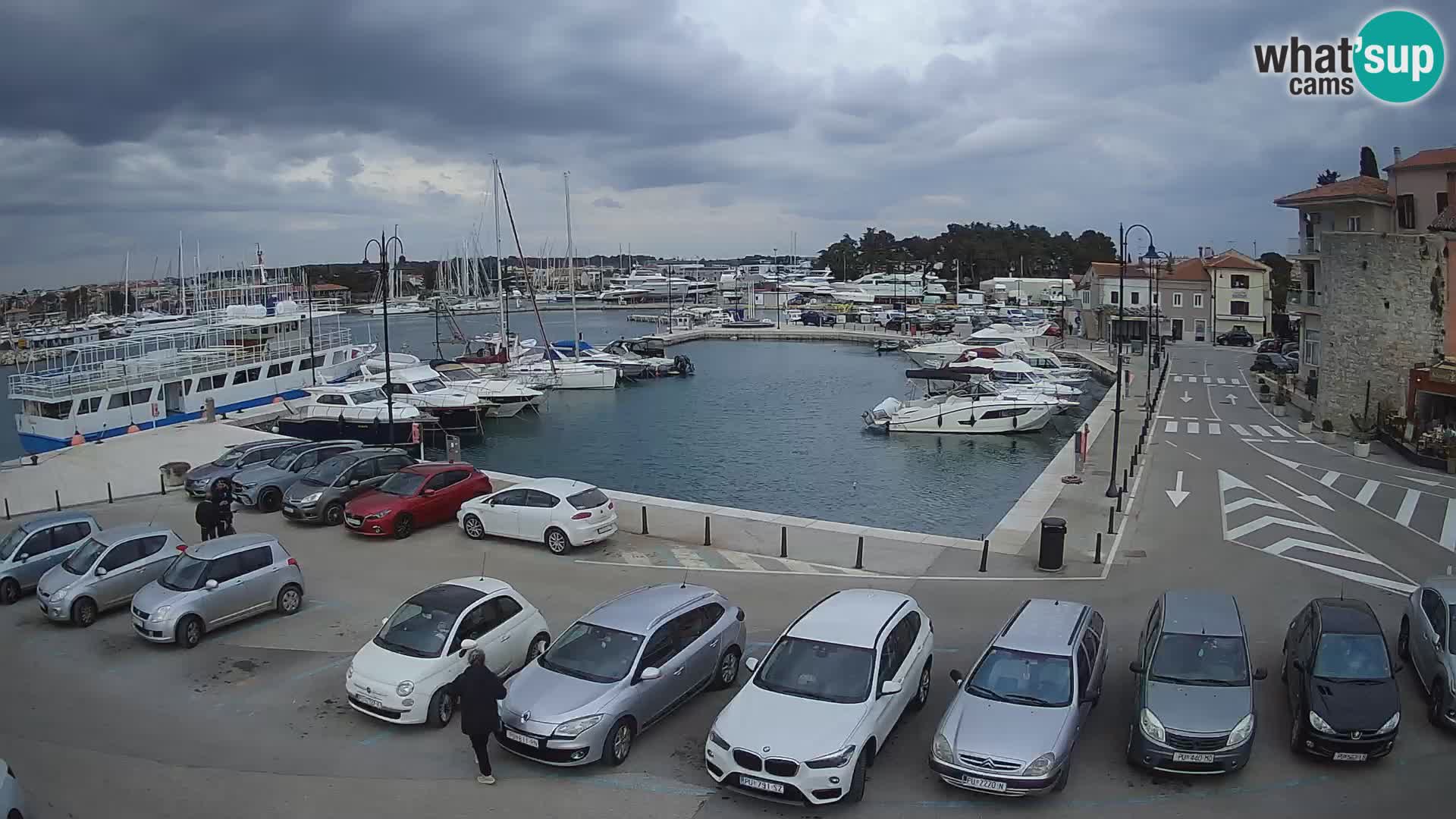 Novigrad | Porporela marina