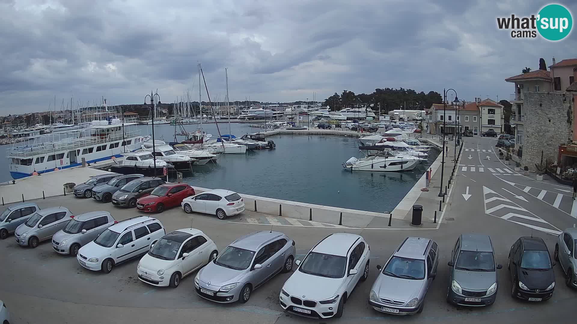 Novigrad | Porporela marina