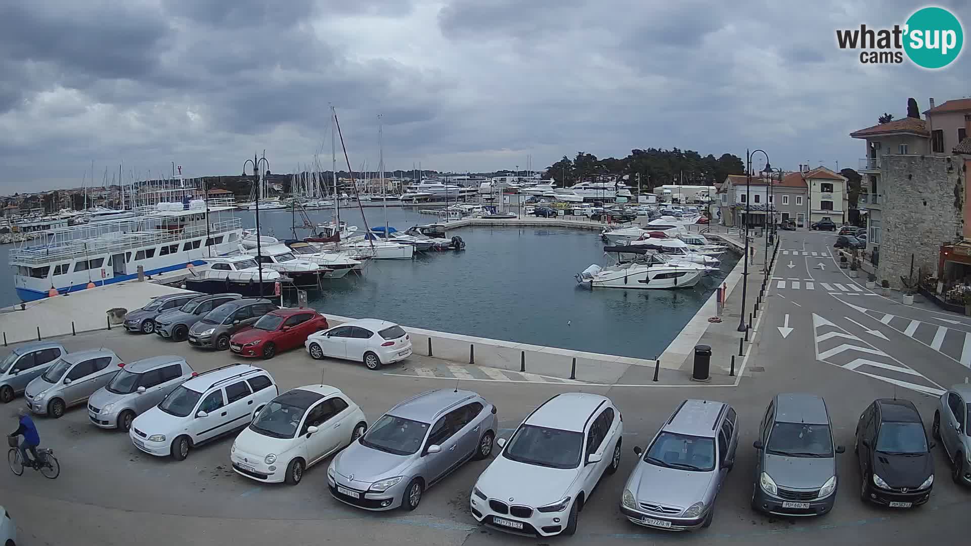 Novigrad | Porporela marina