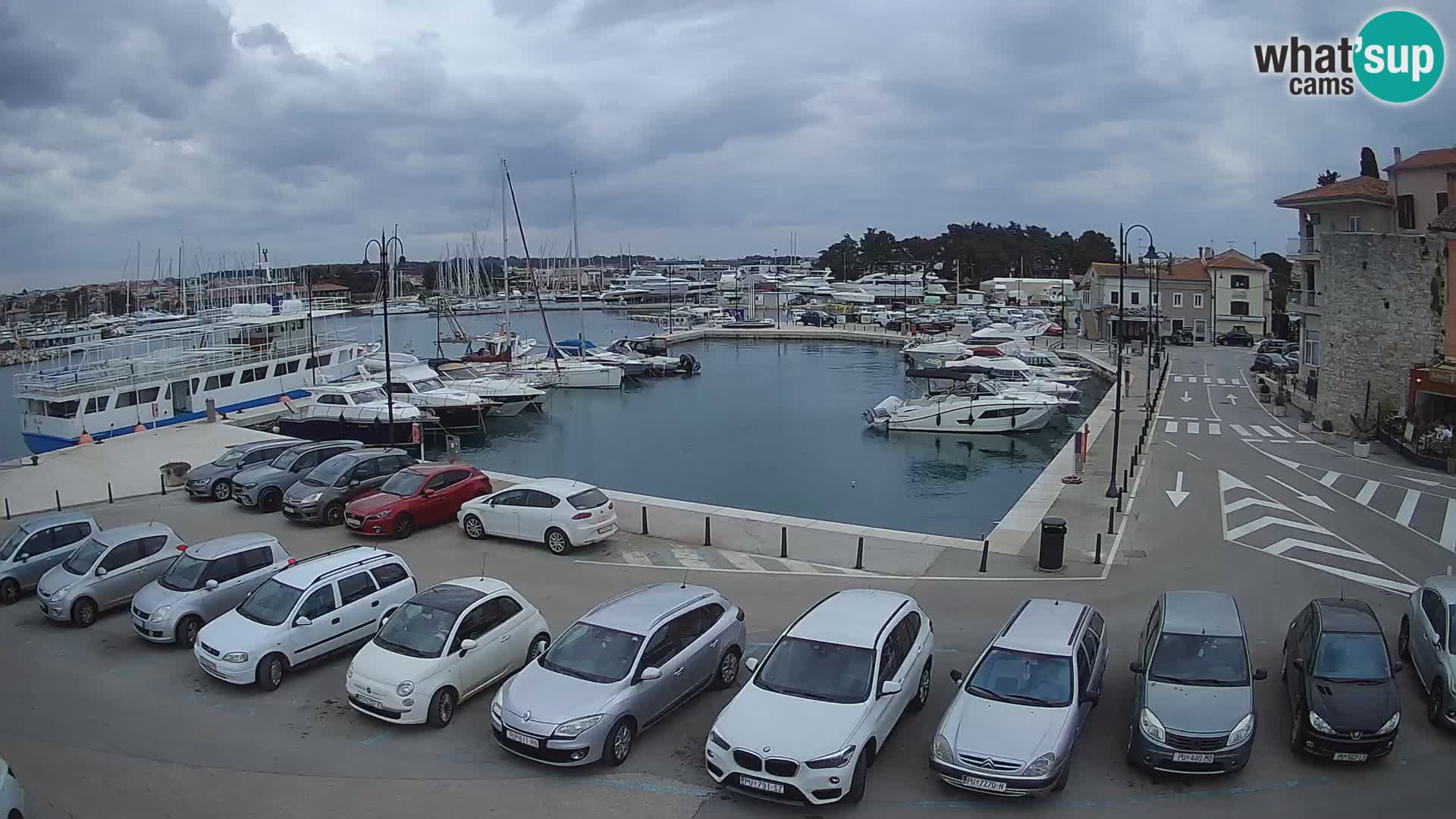 Novigrad | Porporela marina