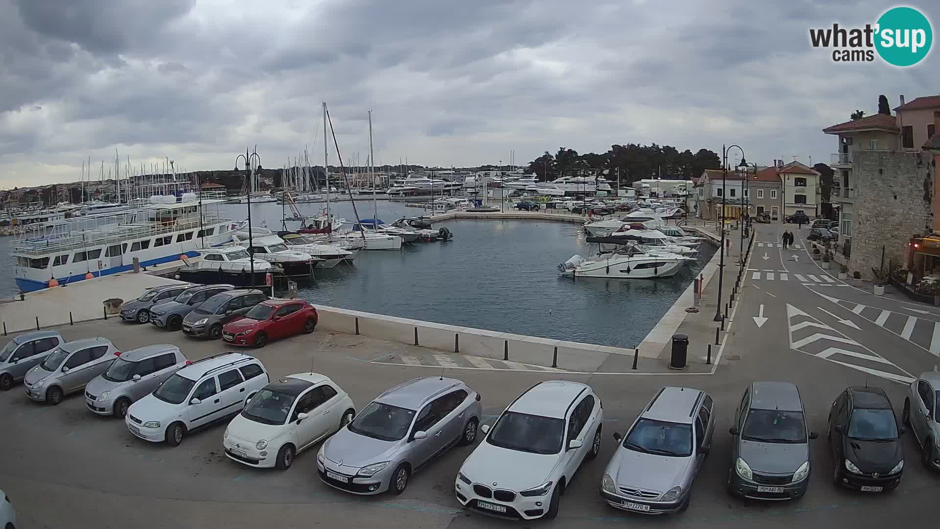 Novigrad | Porporela marina