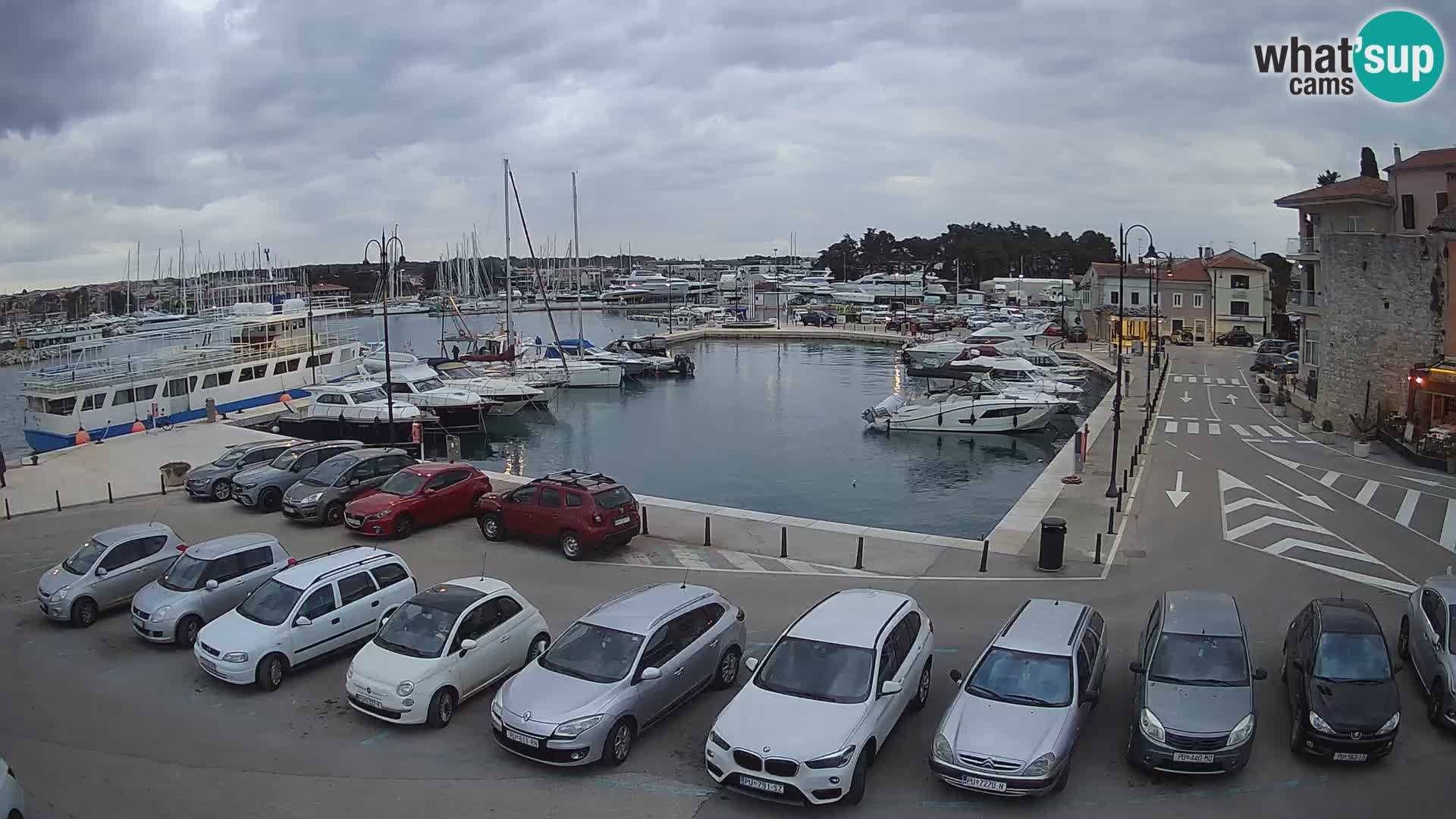 Novigrad | Porporela marina