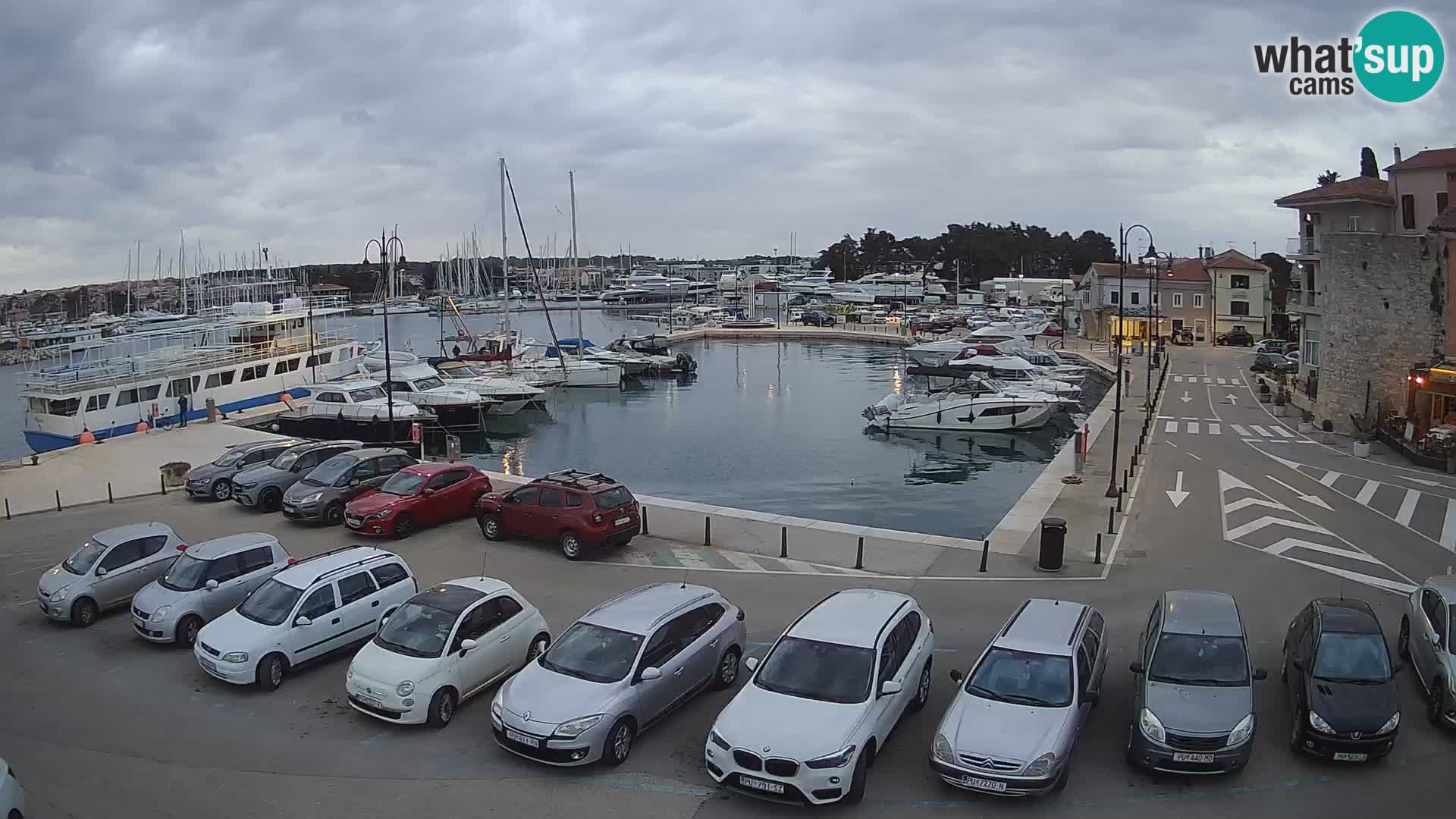 Novigrad | Porporela marina