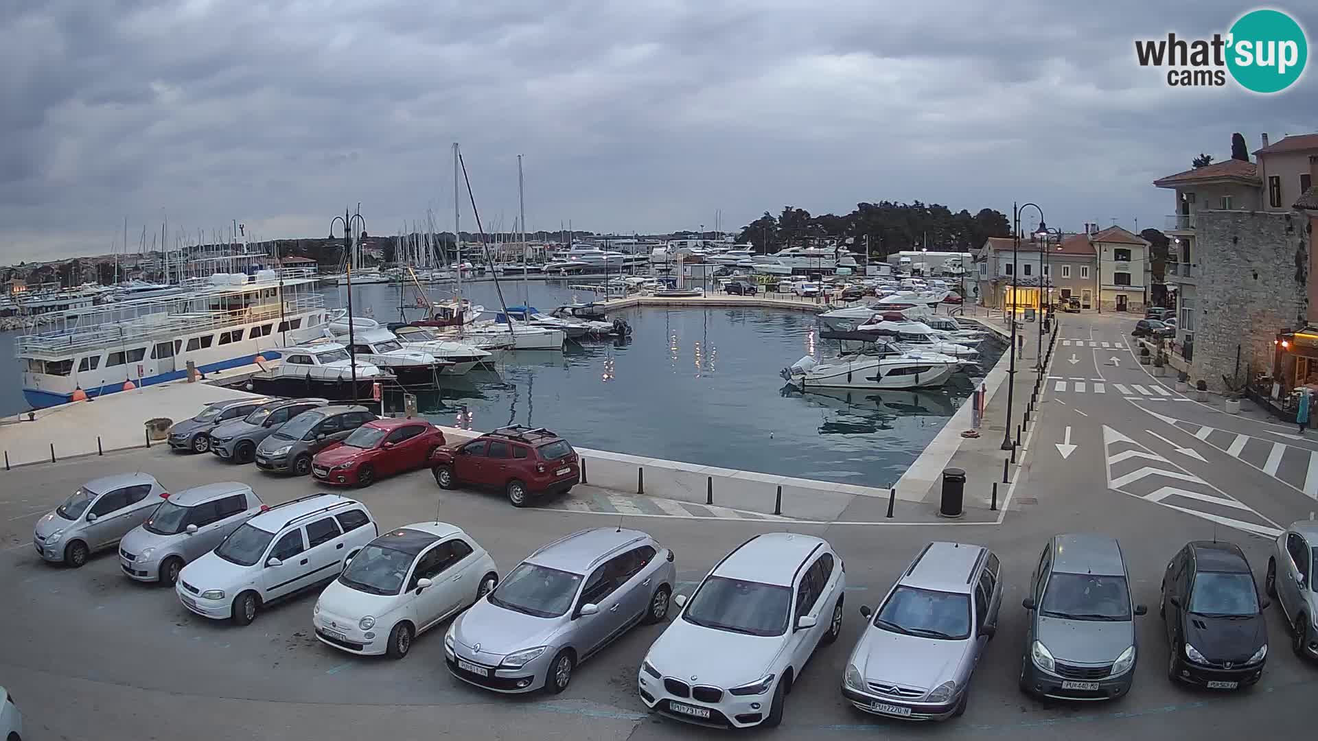 Novigrad | Porporela marina