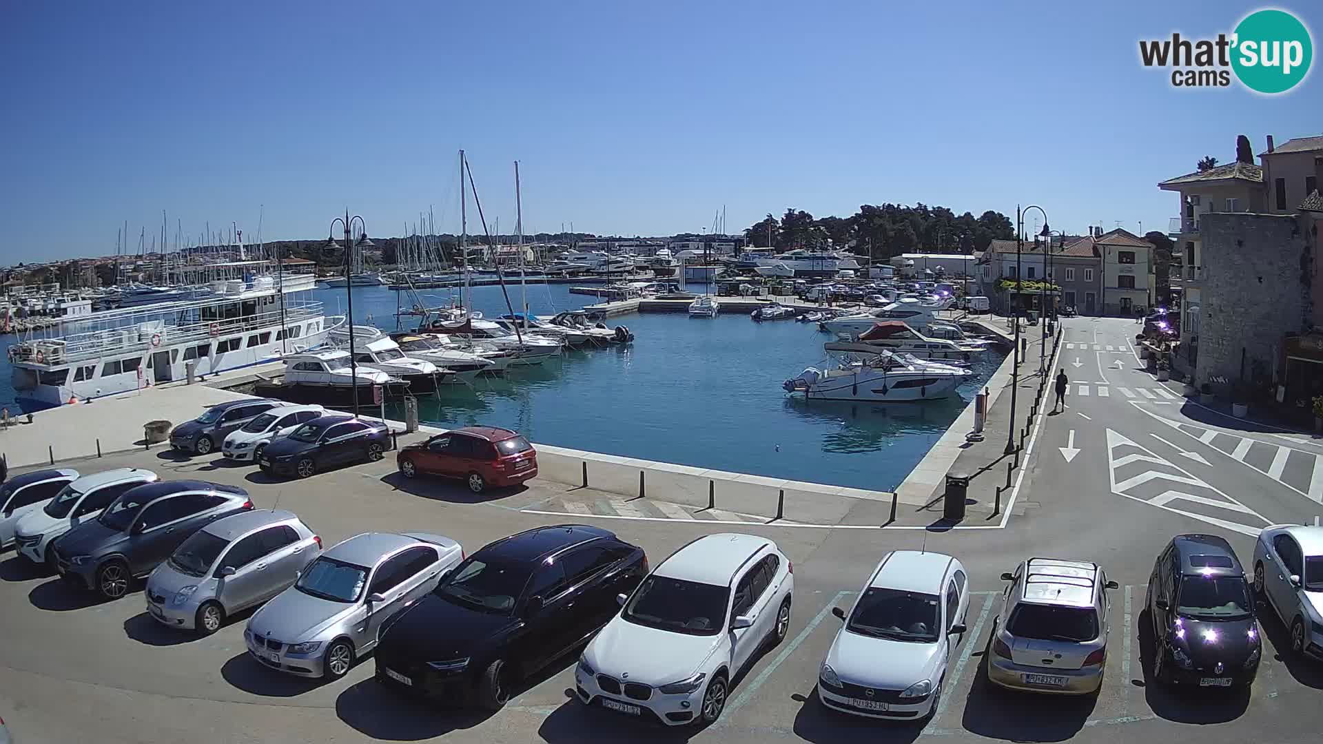 Novigrad | Porporela marina