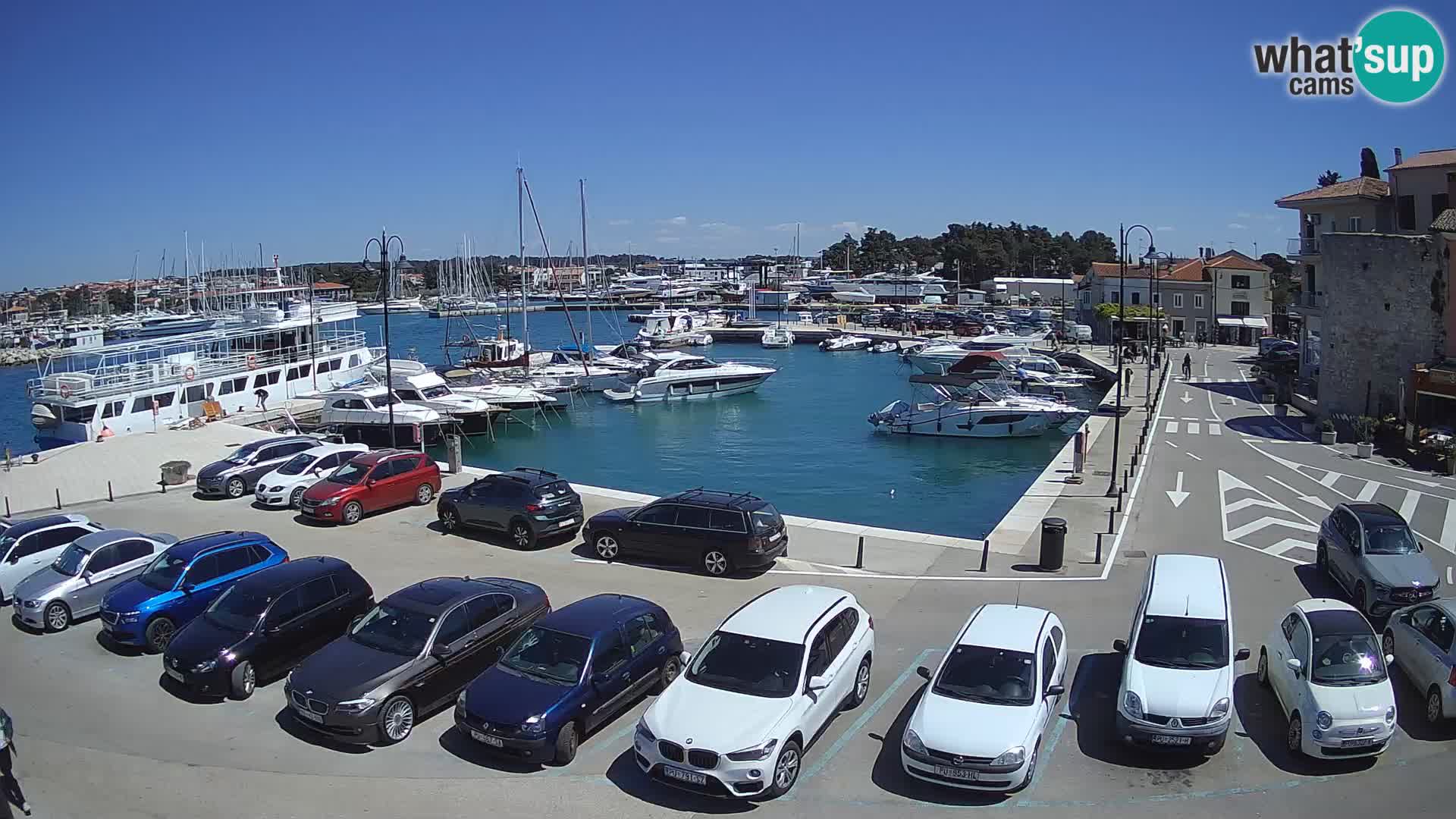 Novigrad | Porporela marina
