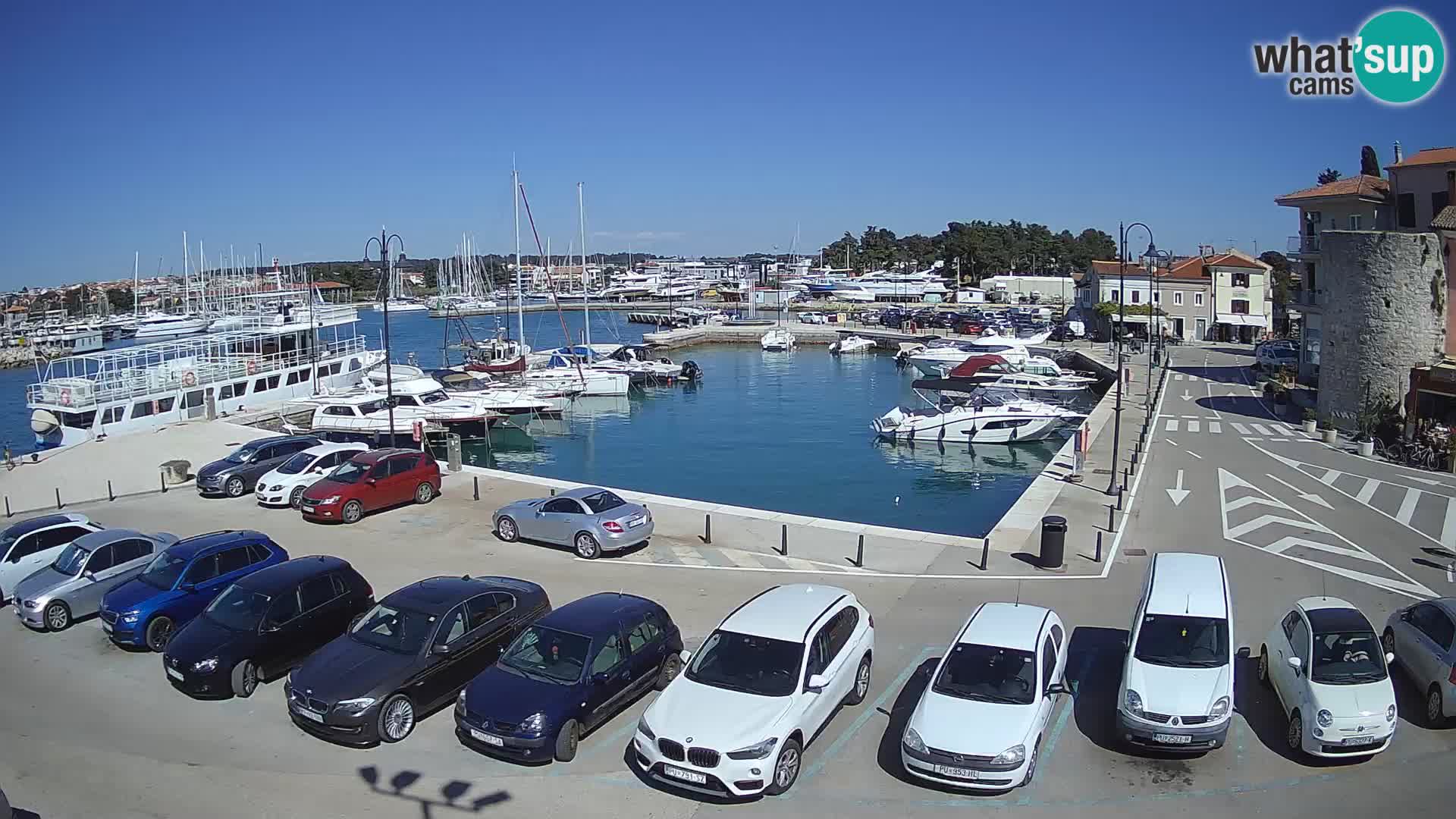 Novigrad | Porporela marina