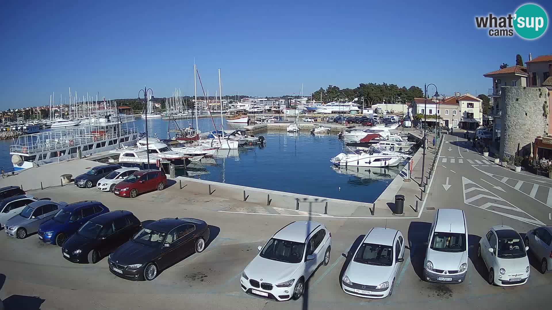 Novigrad | Porporela marina