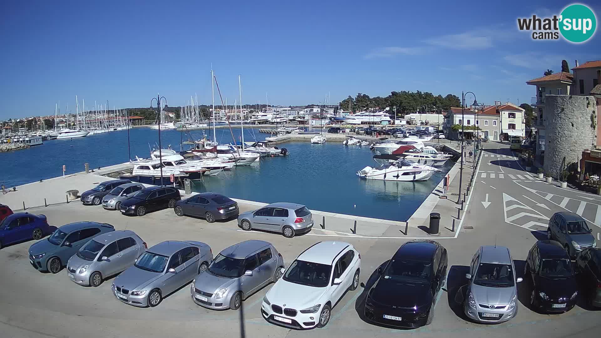 Novigrad | Porporela marina